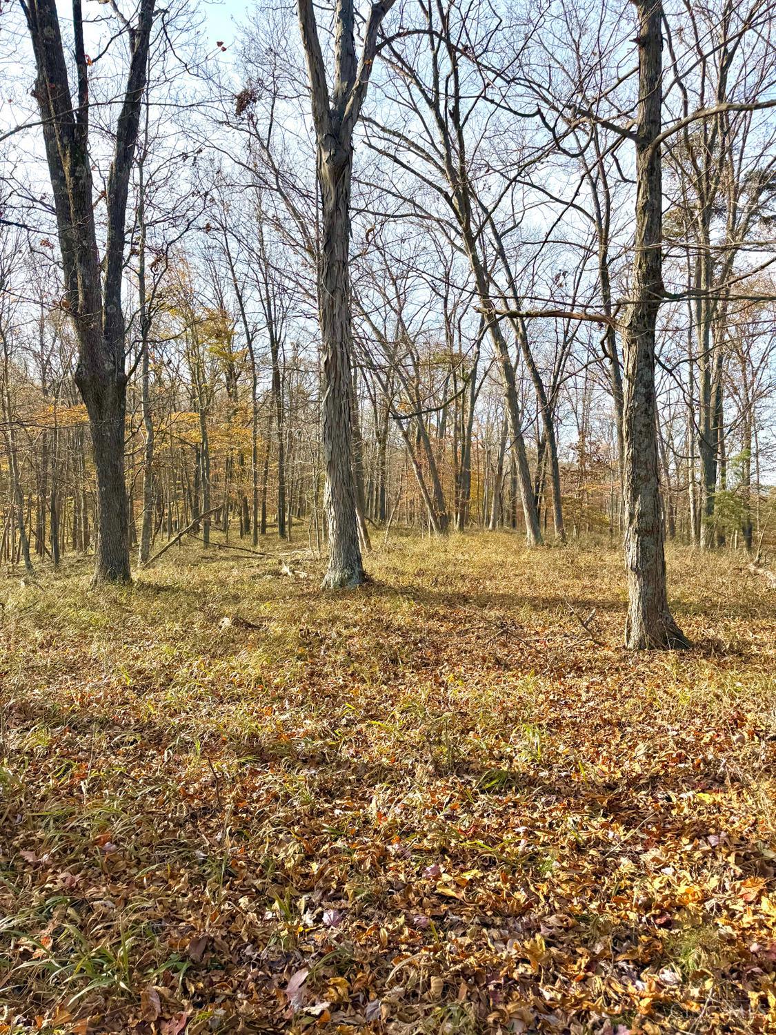 S Side Chenoweth Fork Road Property Photo 25