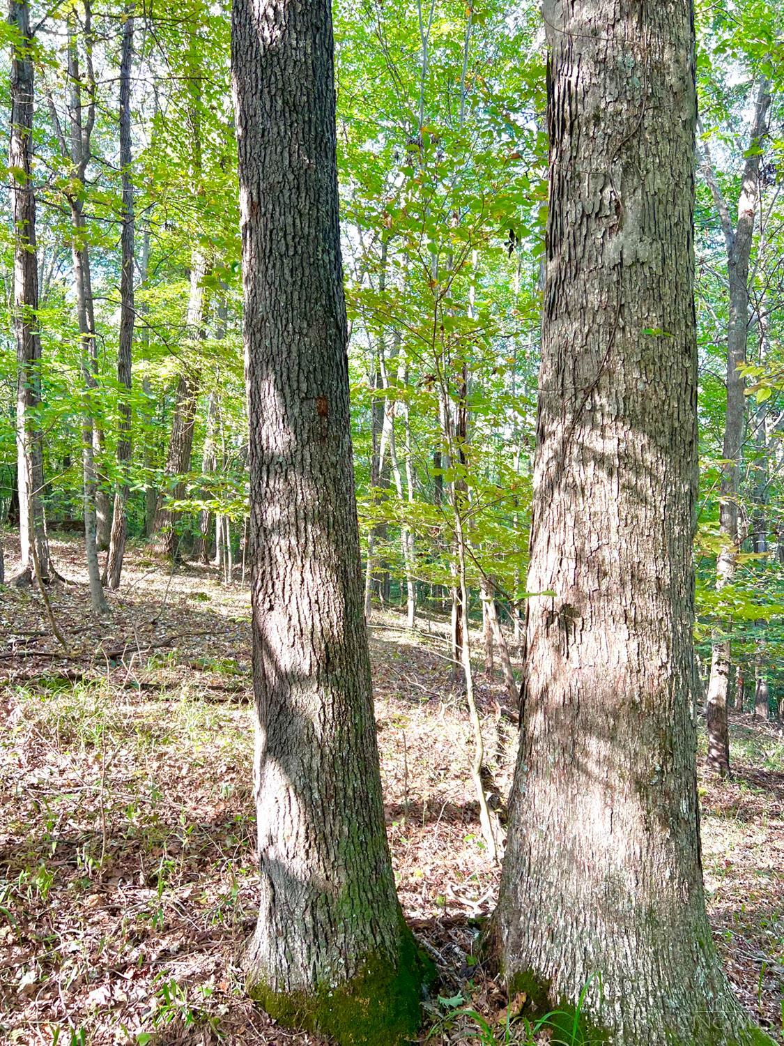 S Side Chenoweth Fork Road Property Photo 28