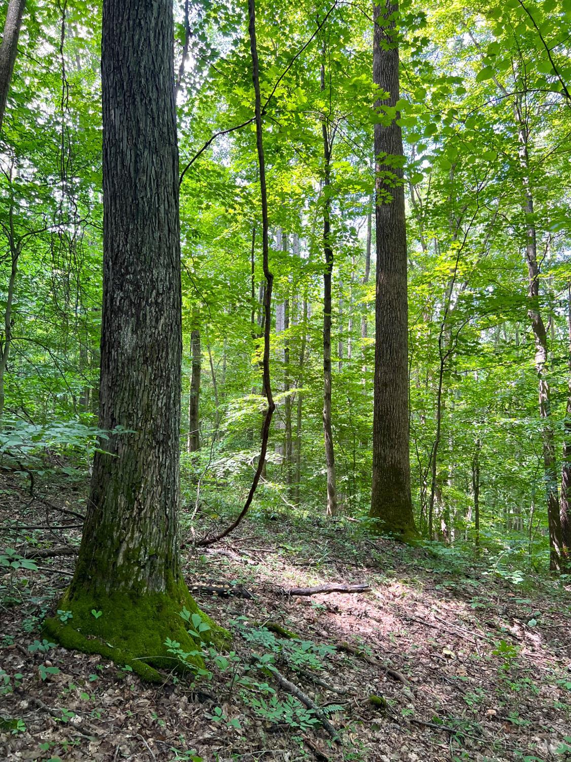 S Side Chenoweth Fork Road Property Photo 31