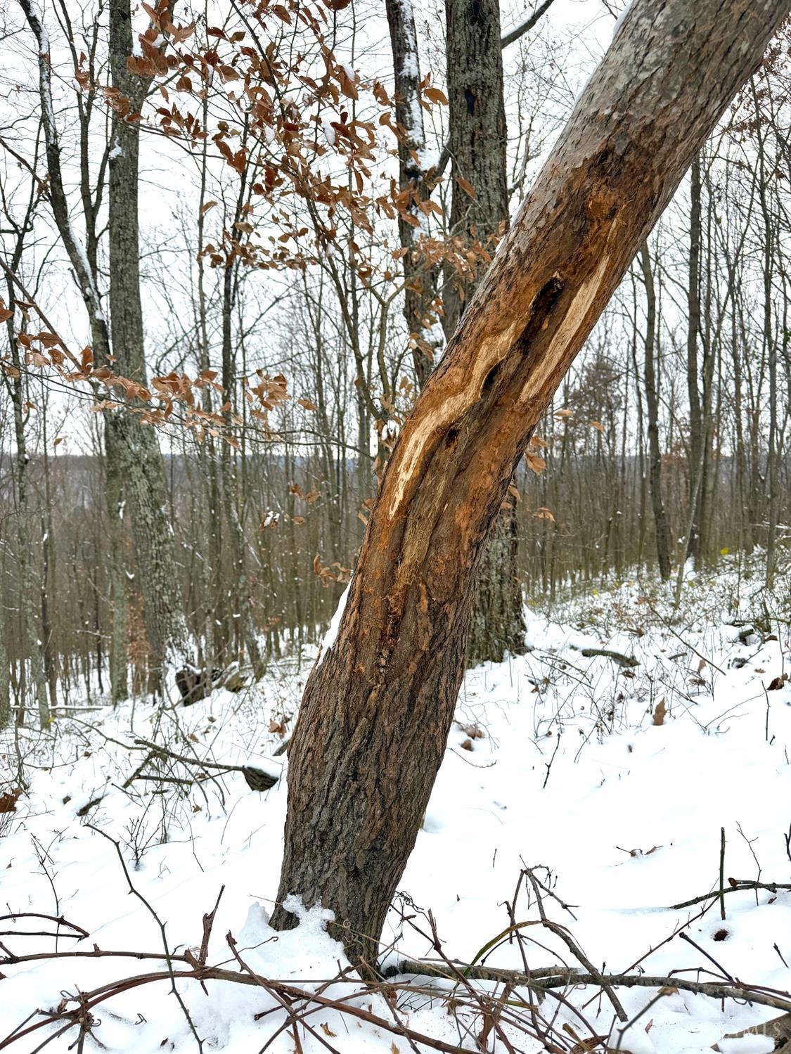 S Side Chenoweth Fork Road Property Photo 33