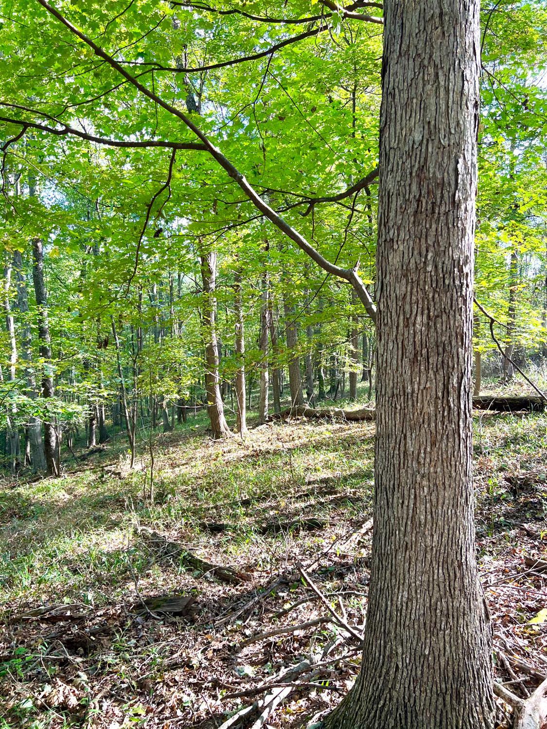 S Side Chenoweth Fork Road Property Photo 34