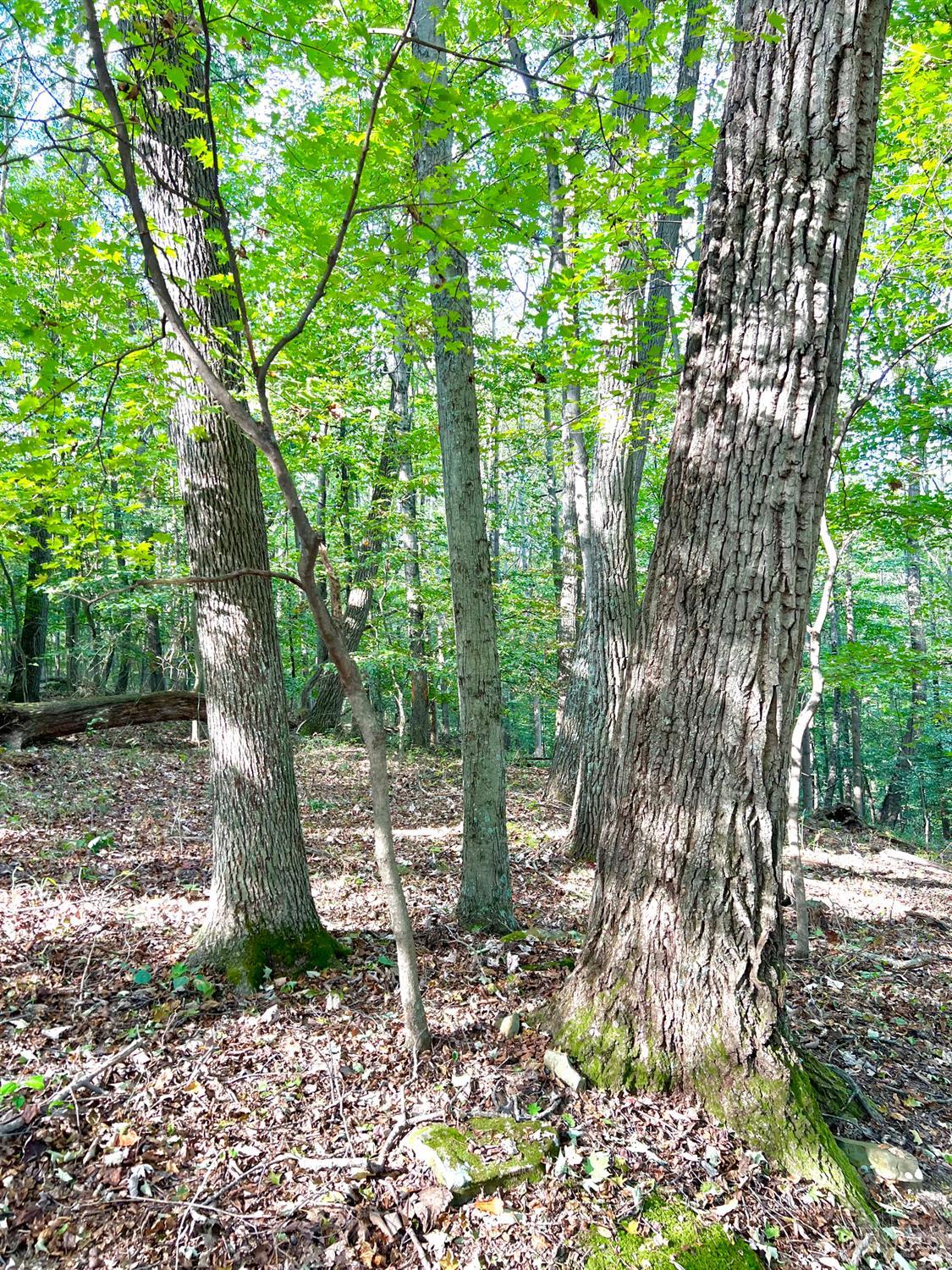 S Side Chenoweth Fork Road Property Photo 35