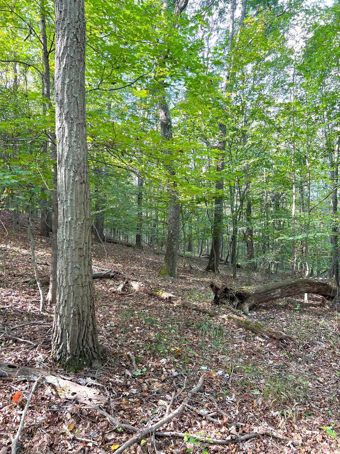 S Side Chenoweth Fork Road Property Photo 36