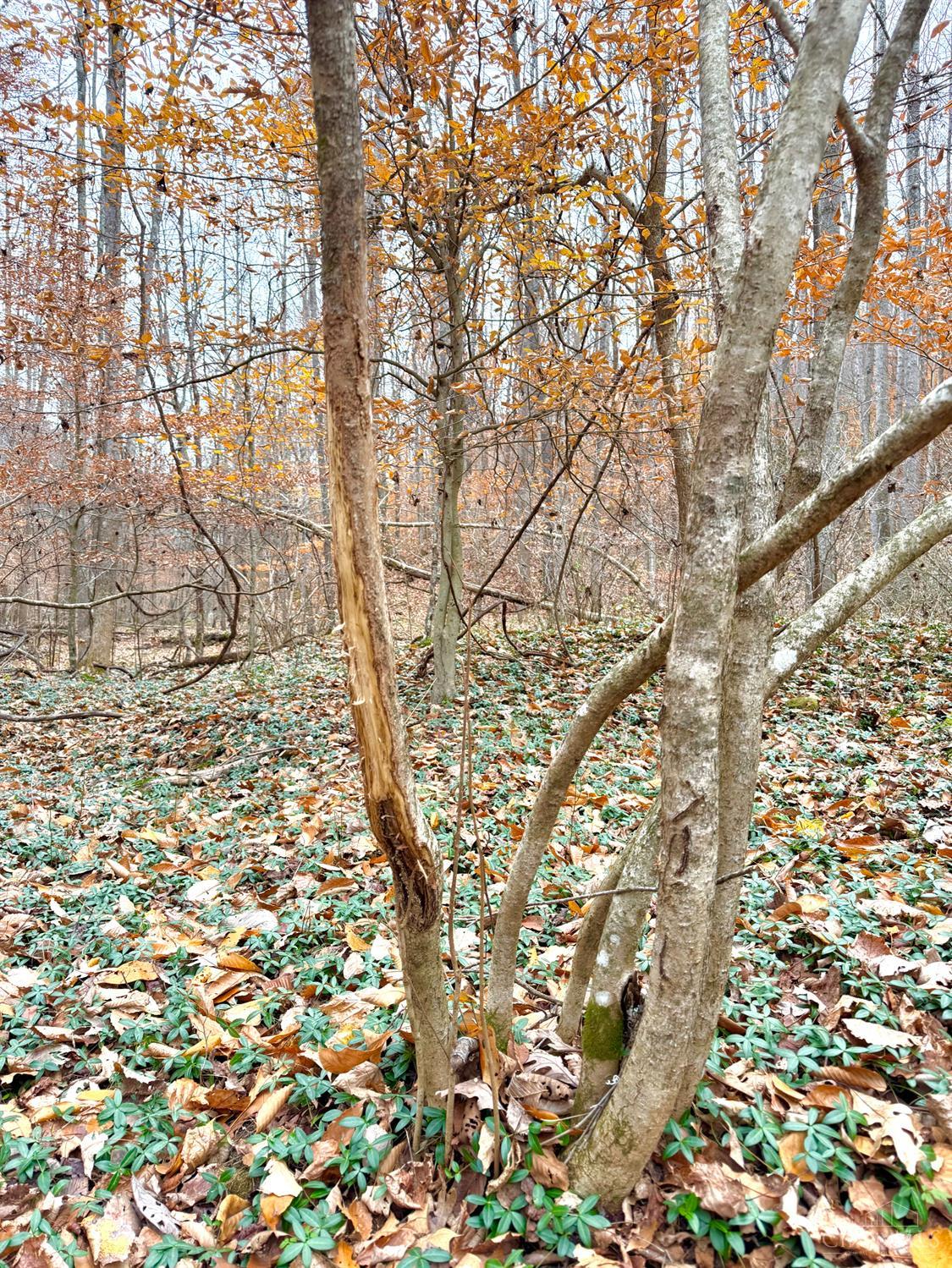 S Side Chenoweth Fork Road Property Photo 37