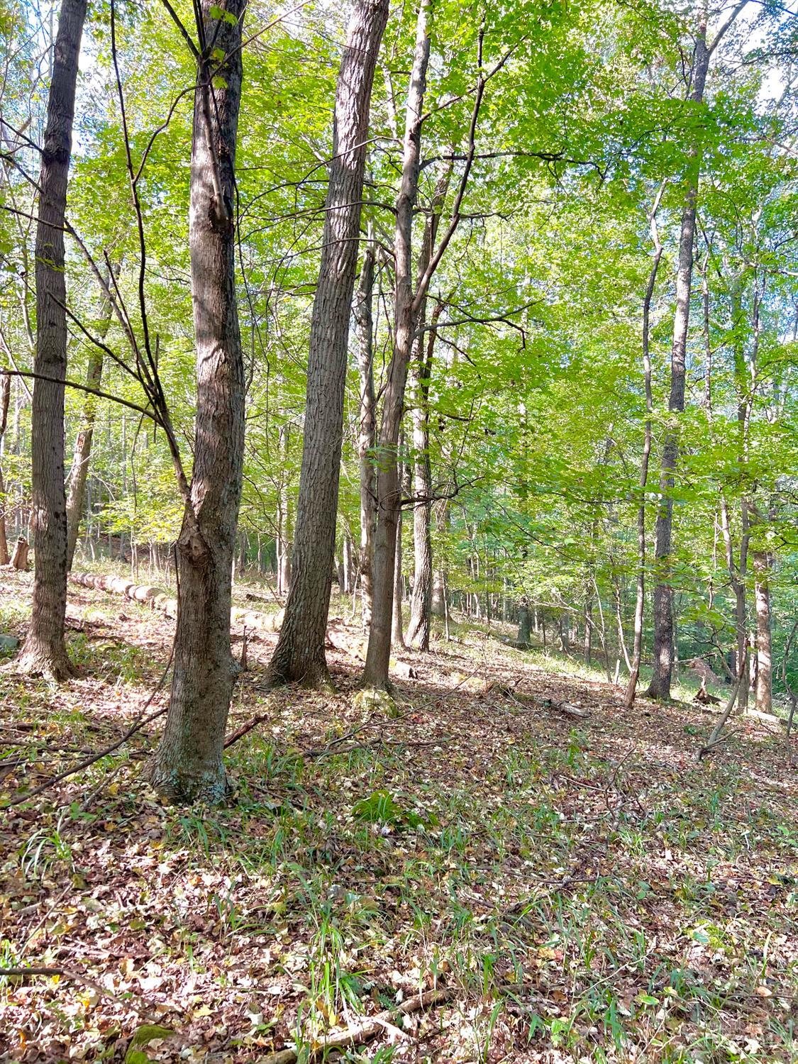 S Side Chenoweth Fork Road Property Photo 42