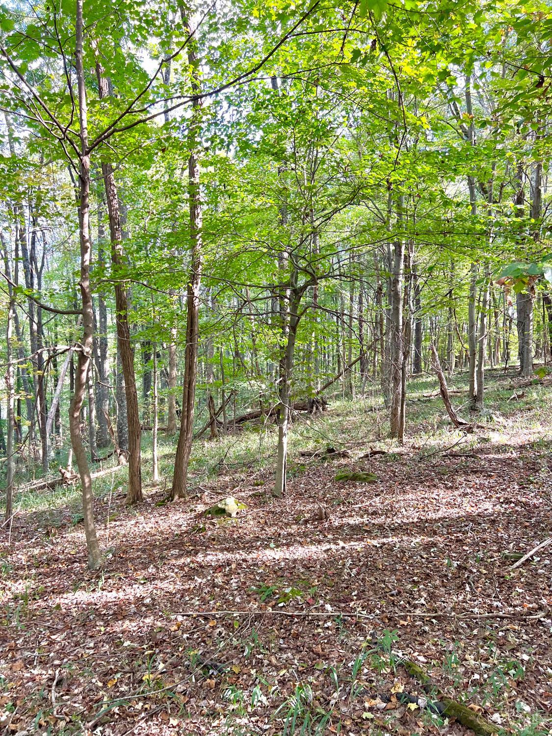 S Side Chenoweth Fork Road Property Photo 44