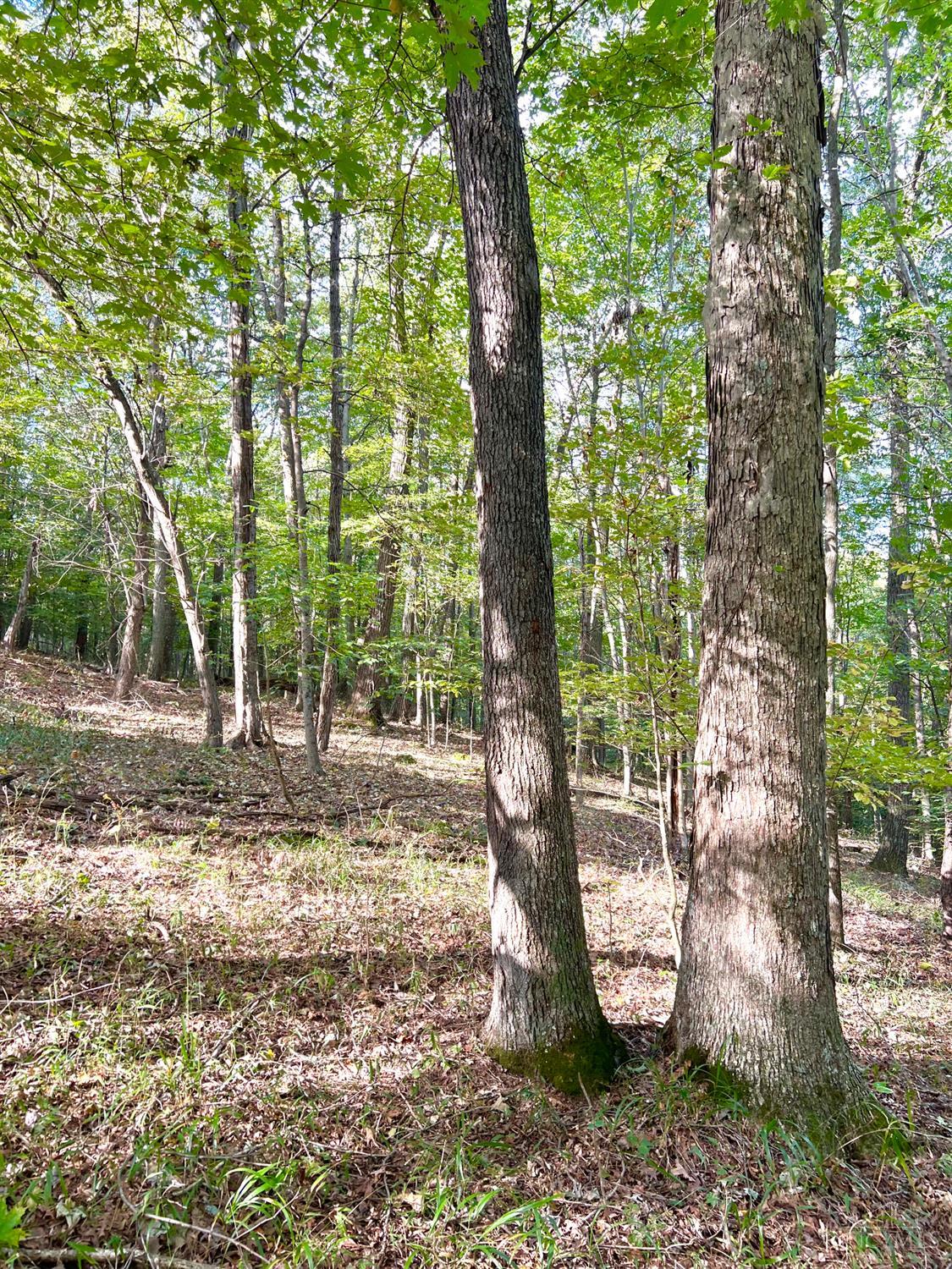 S Side Chenoweth Fork Road Property Photo 45