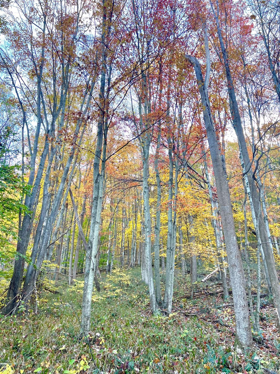 S Side Chenoweth Fork Road Property Photo 46