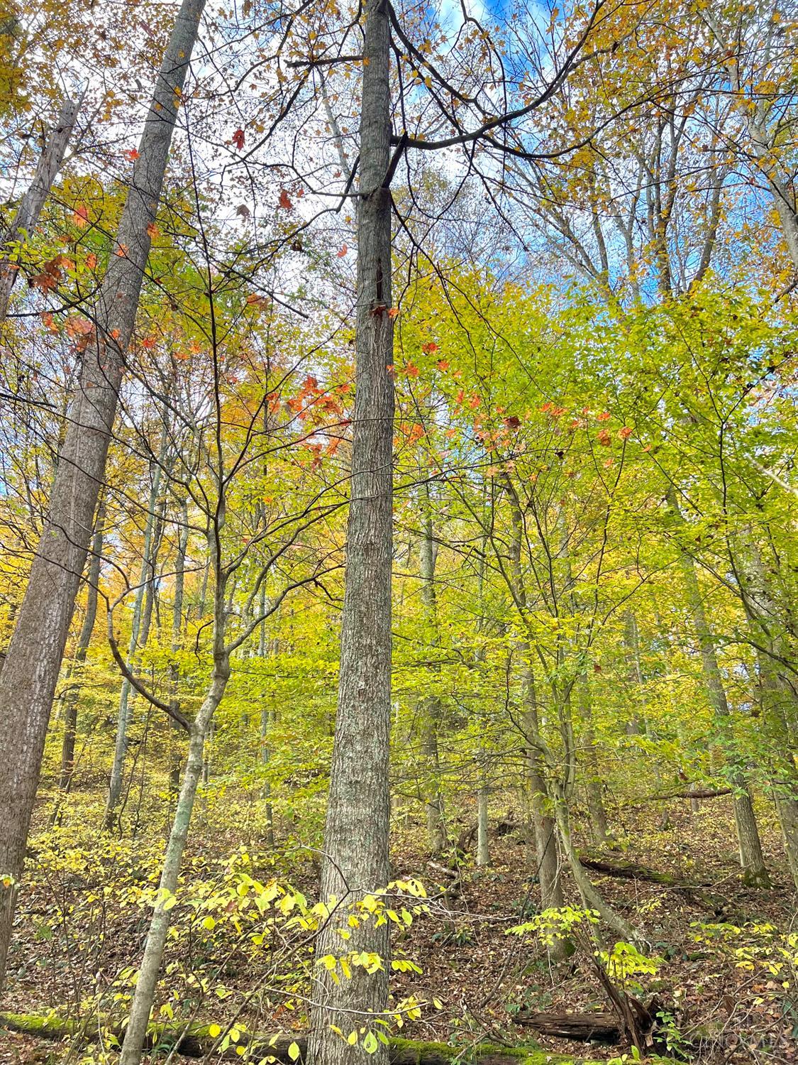 S Side Chenoweth Fork Road Property Photo 48