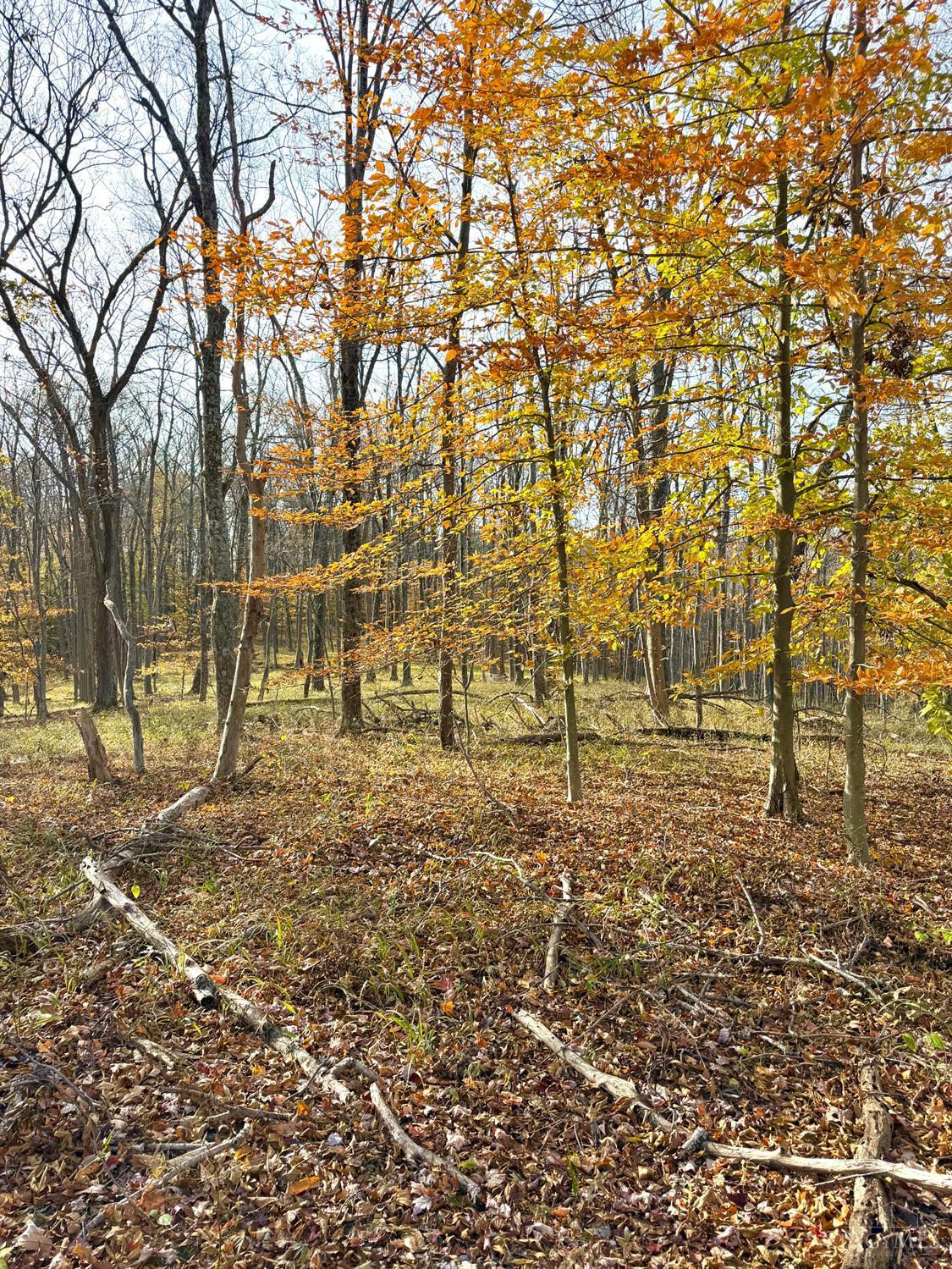 S Side Chenoweth Fork Road Property Photo 54