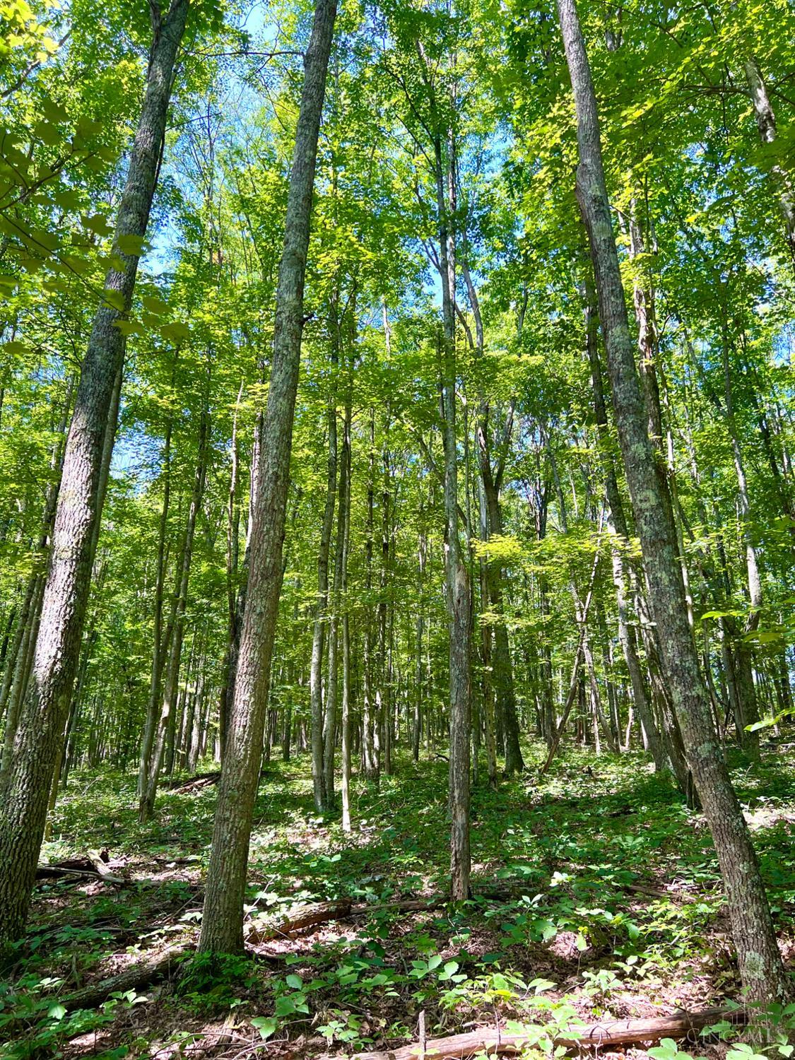 S Side Chenoweth Fork Road Property Photo 59