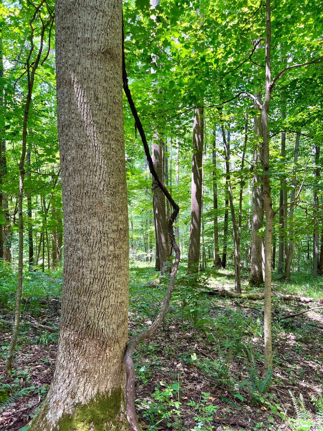 S Side Chenoweth Fork Road Property Photo 60