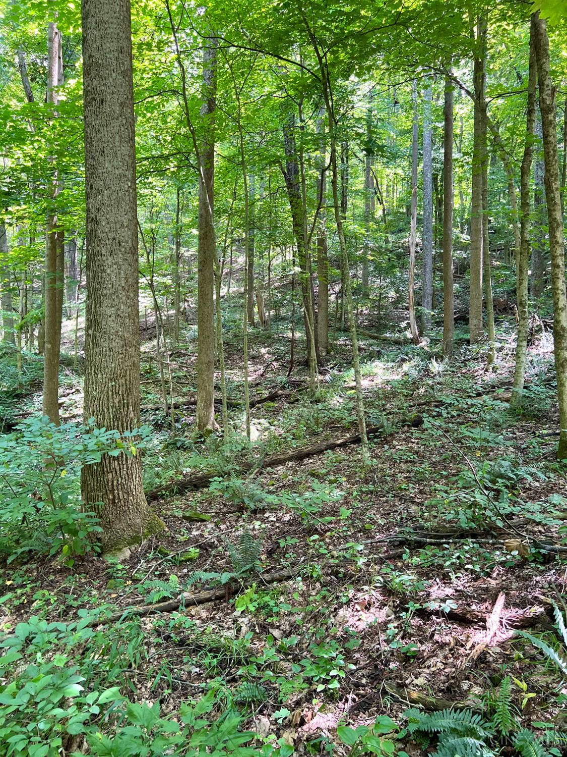 S Side Chenoweth Fork Road Property Photo 61