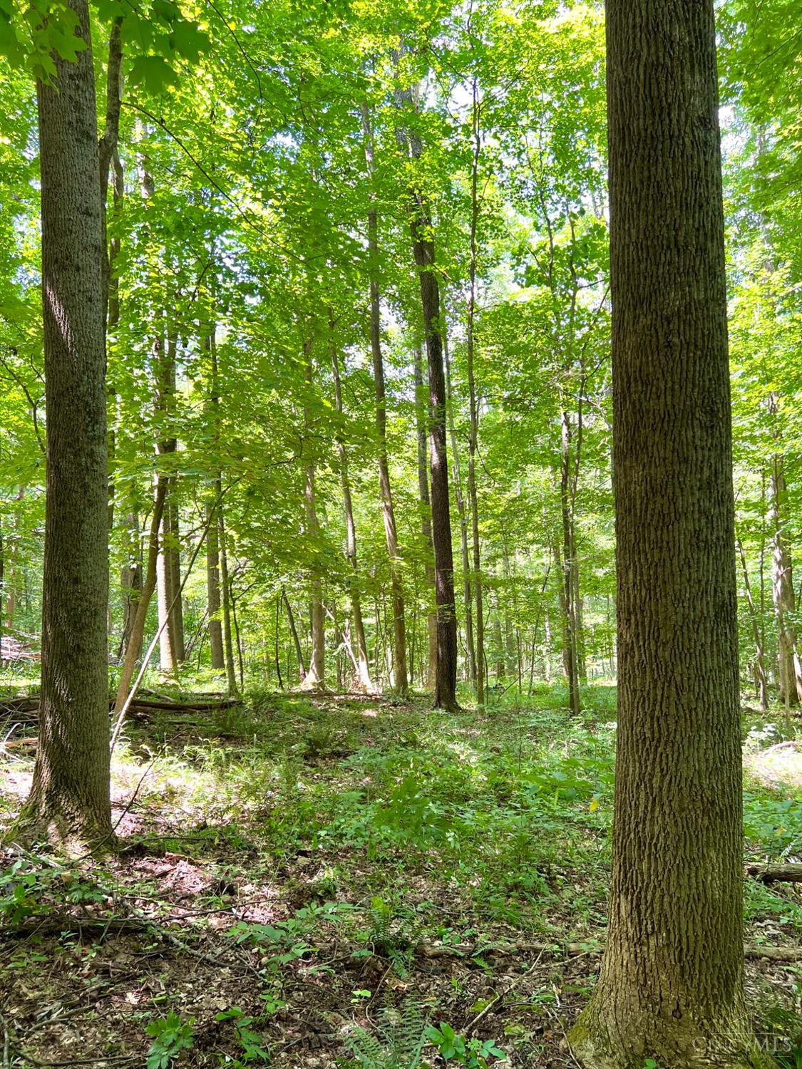 S Side Chenoweth Fork Road Property Photo 62