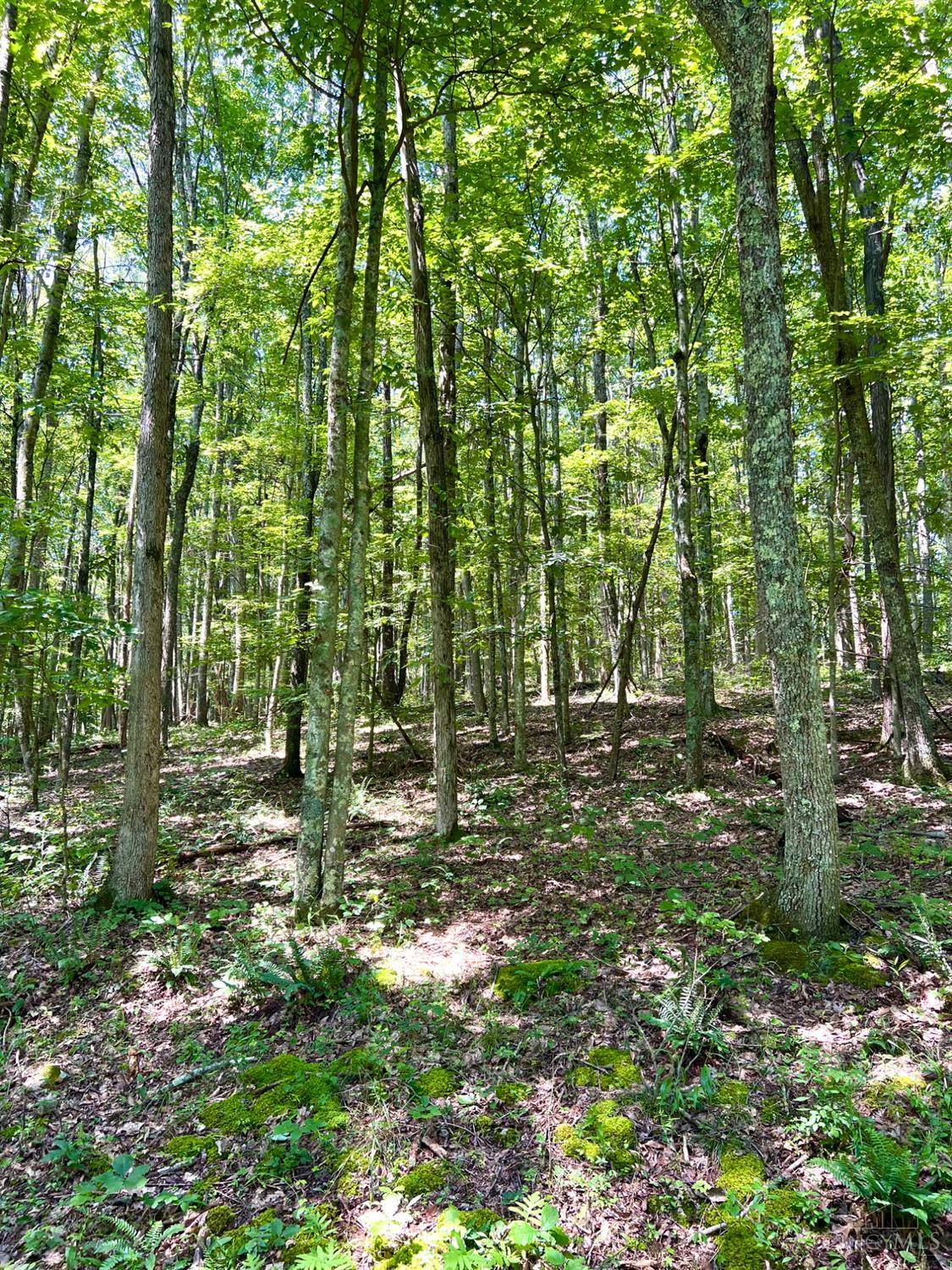 S Side Chenoweth Fork Road Property Photo 66