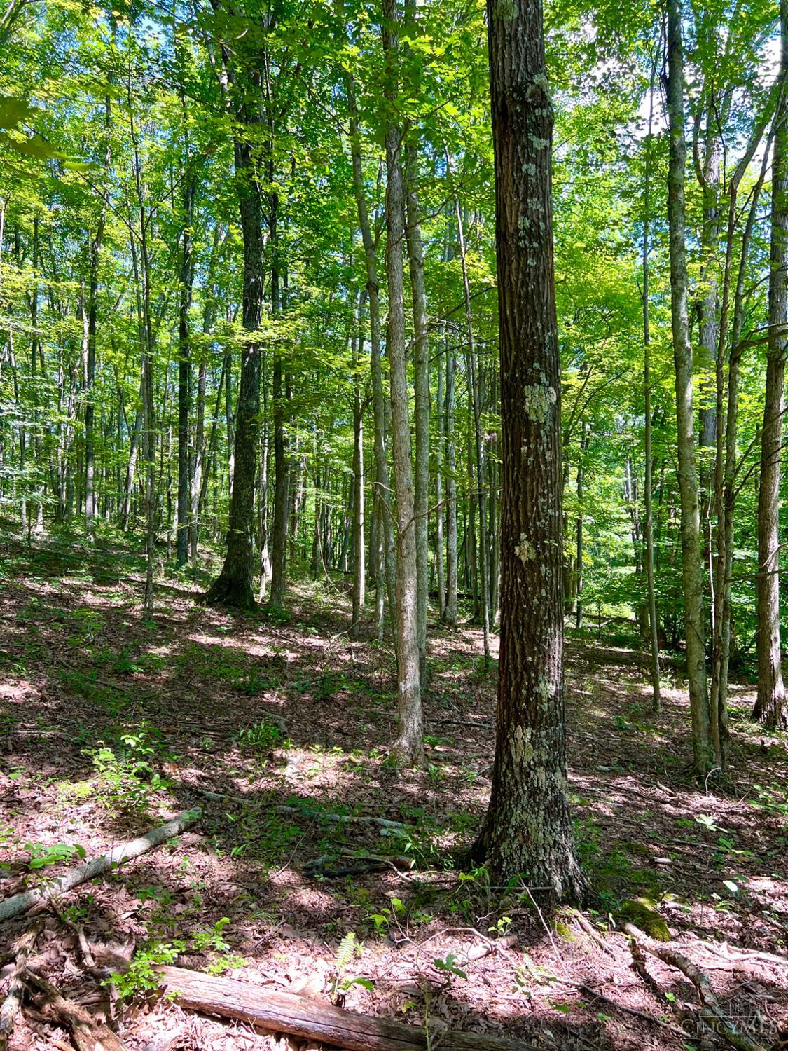 S Side Chenoweth Fork Road Property Photo 67