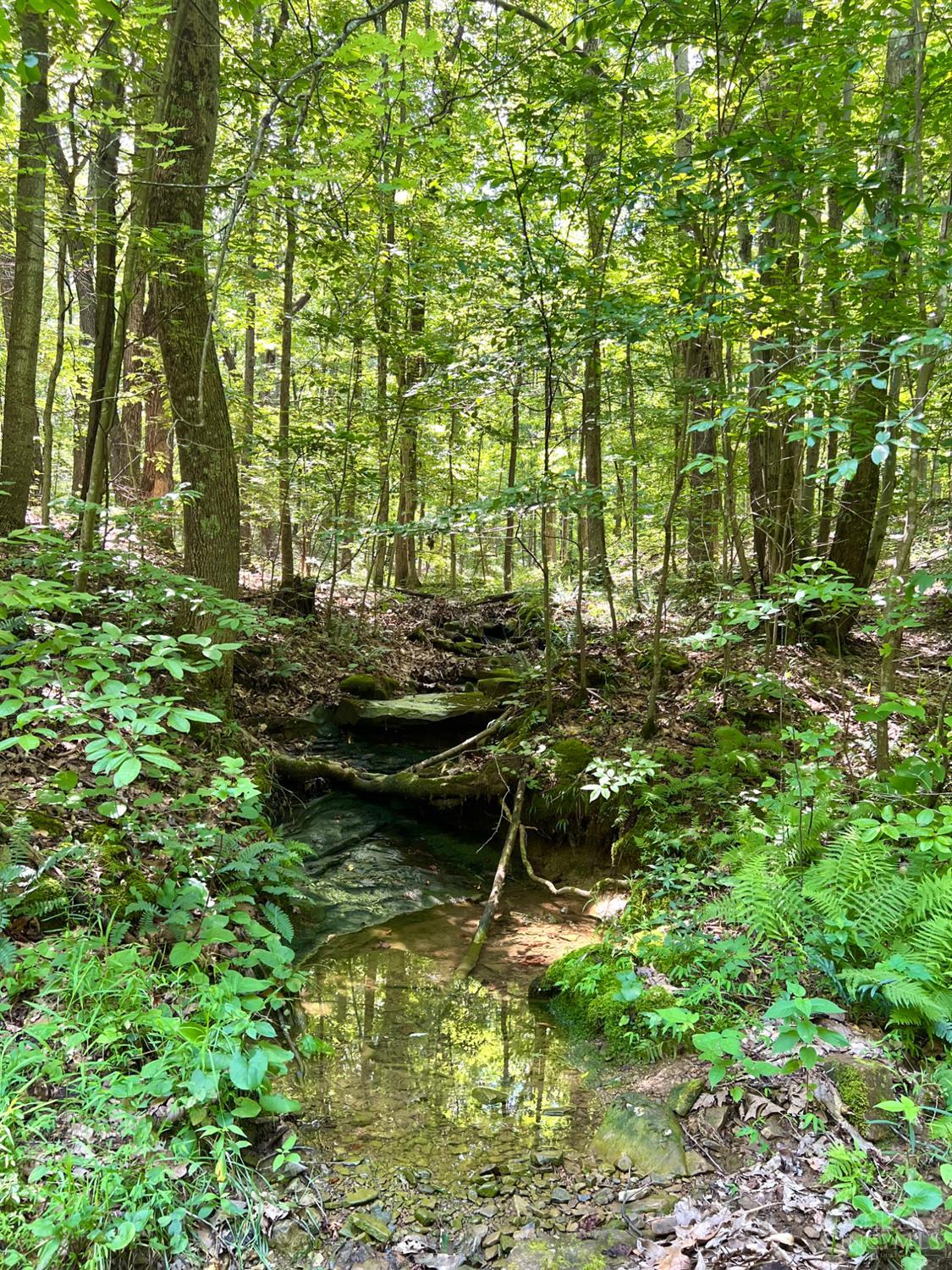 S Side Chenoweth Fork Road Property Photo 69