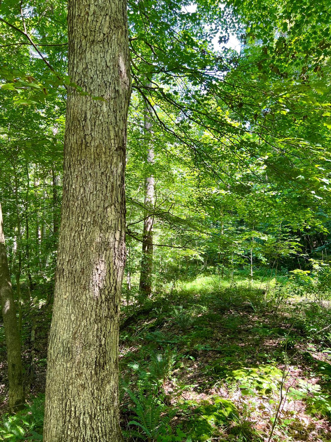 S Side Chenoweth Fork Road Property Photo 70
