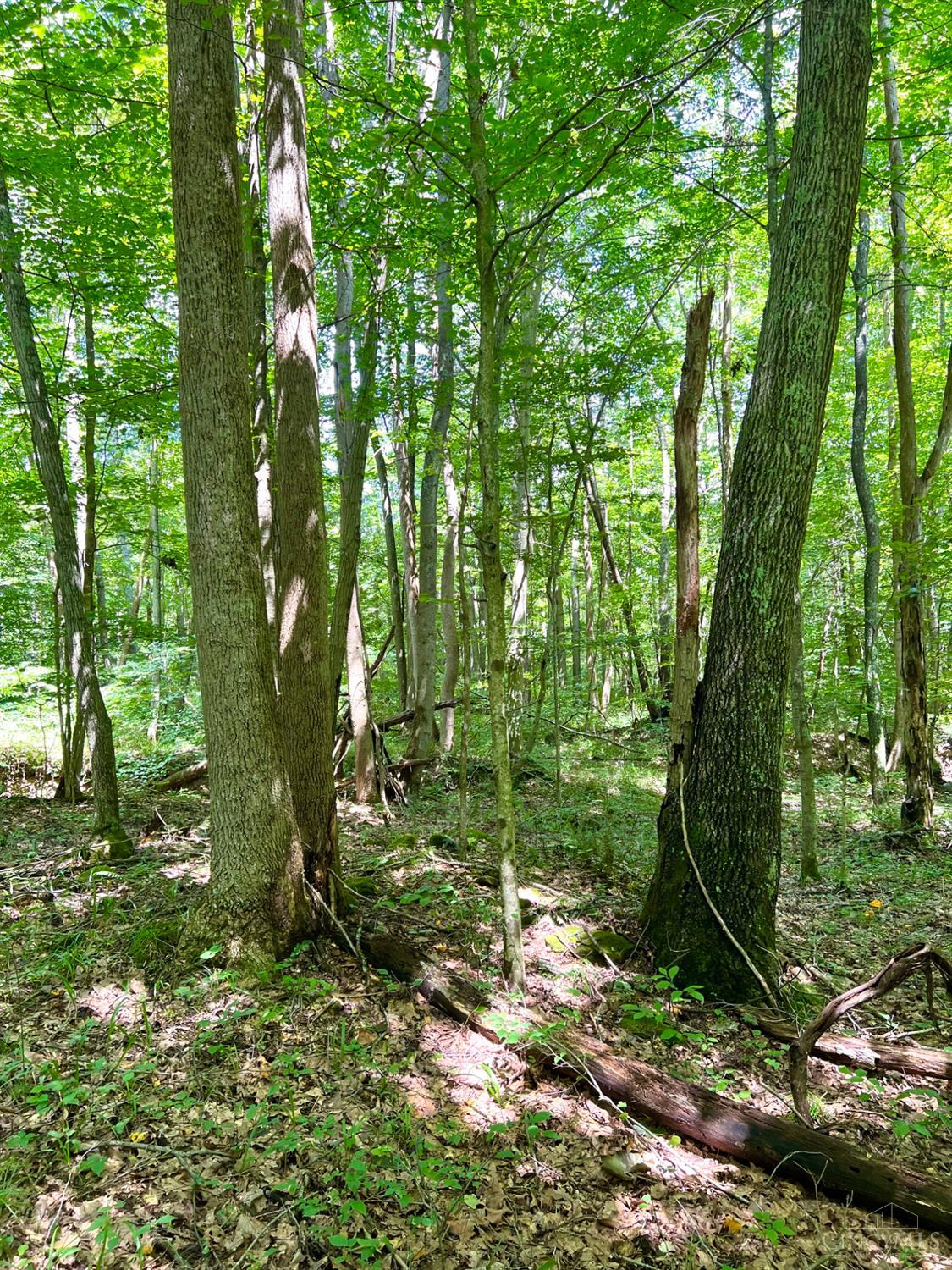 S Side Chenoweth Fork Road Property Photo 74