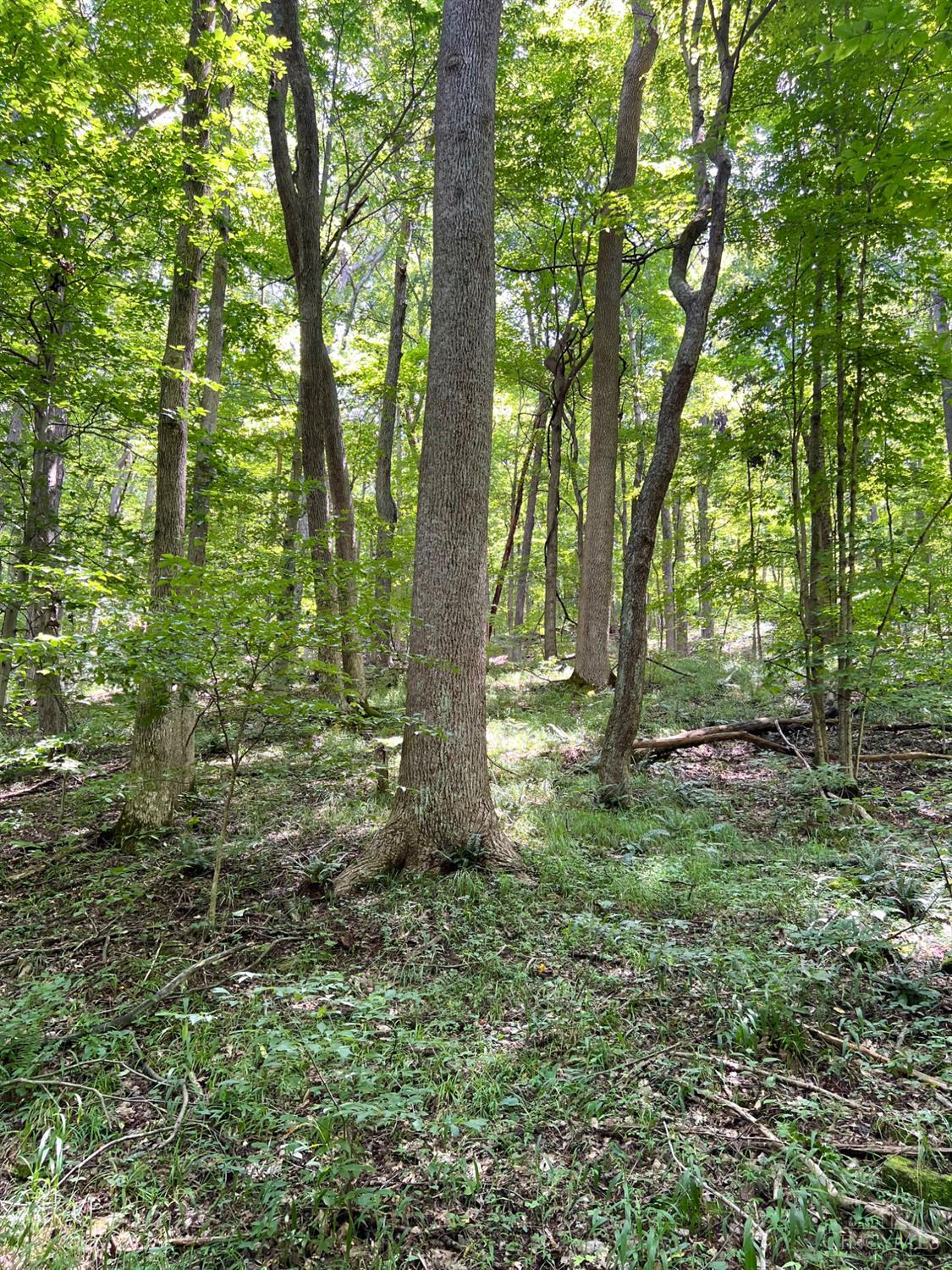 S Side Chenoweth Fork Road Property Photo 78
