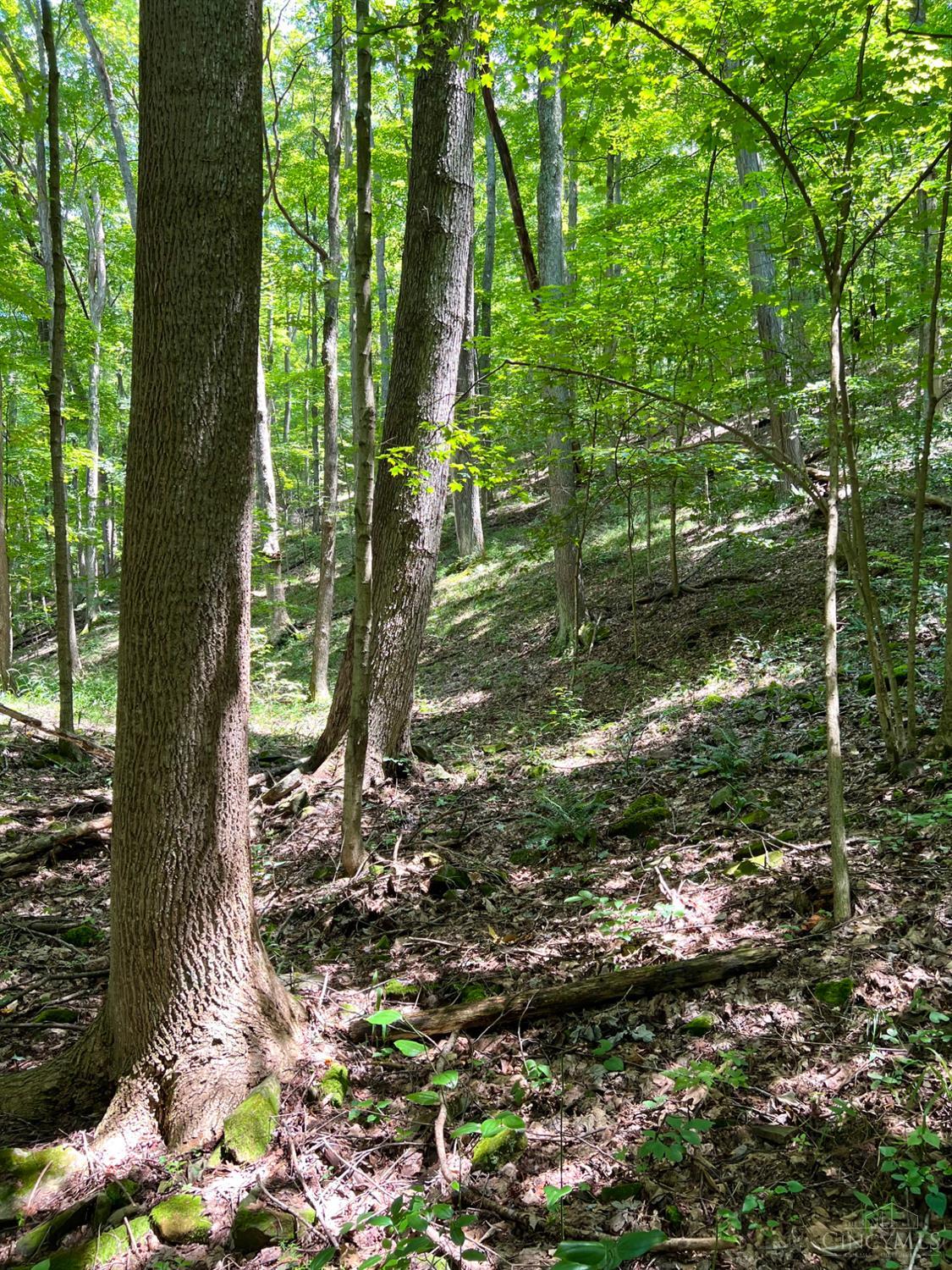 S Side Chenoweth Fork Road Property Photo 79