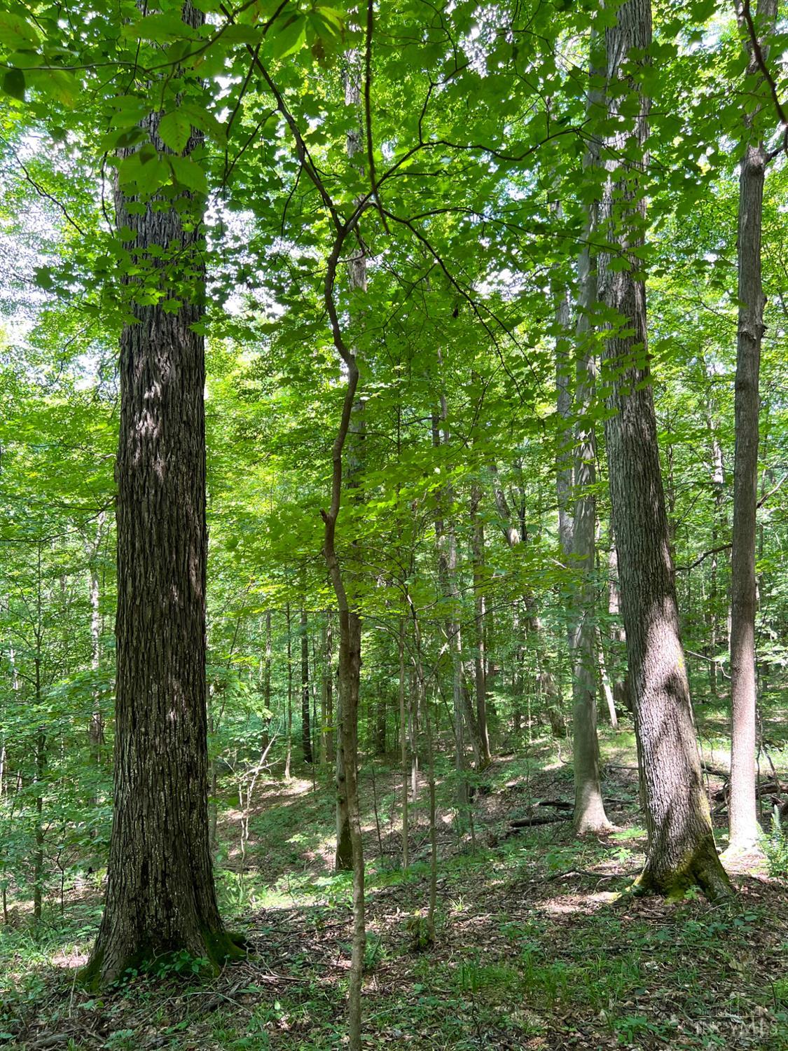 S Side Chenoweth Fork Road Property Photo 82