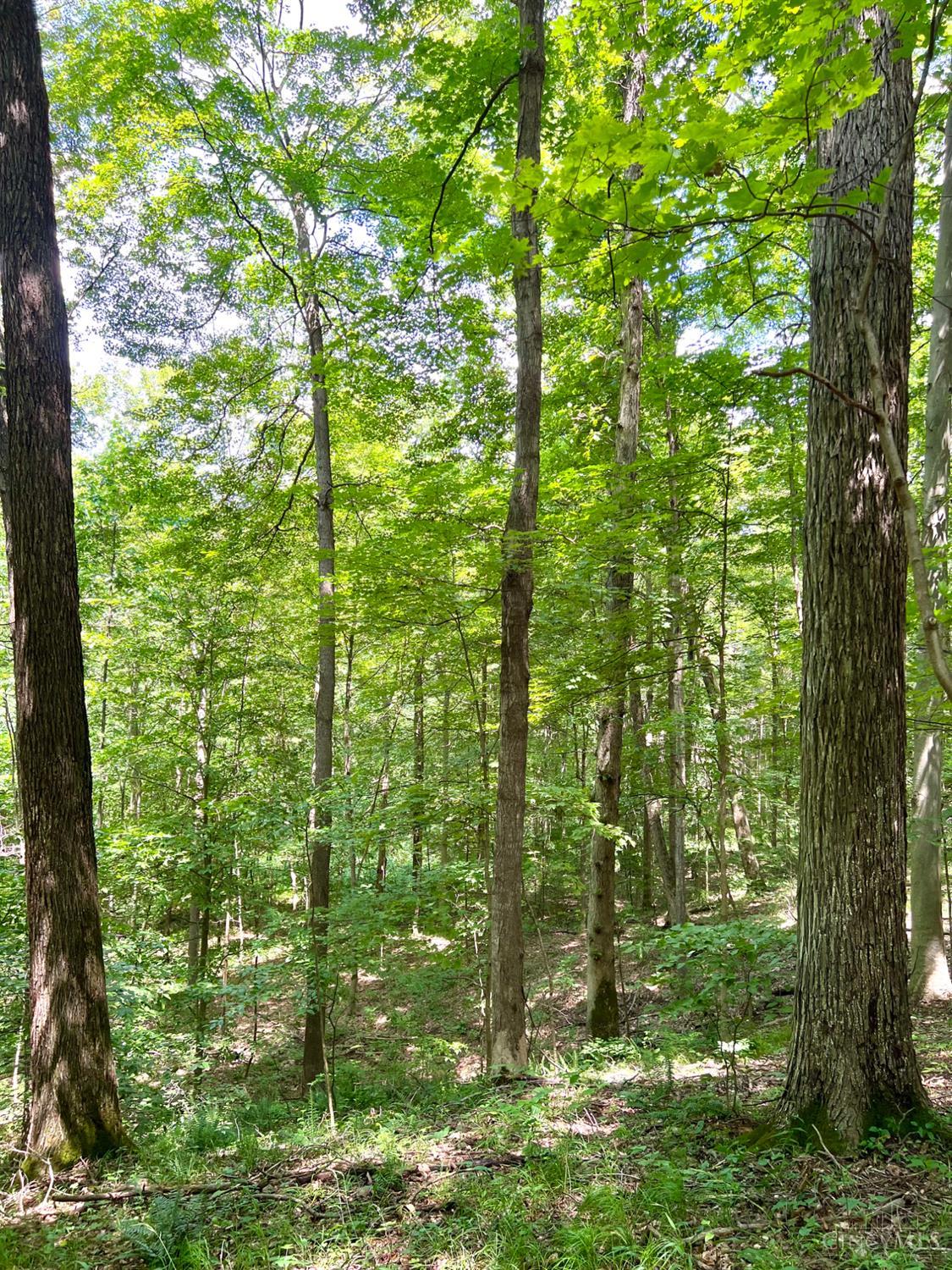 S Side Chenoweth Fork Road Property Photo 83