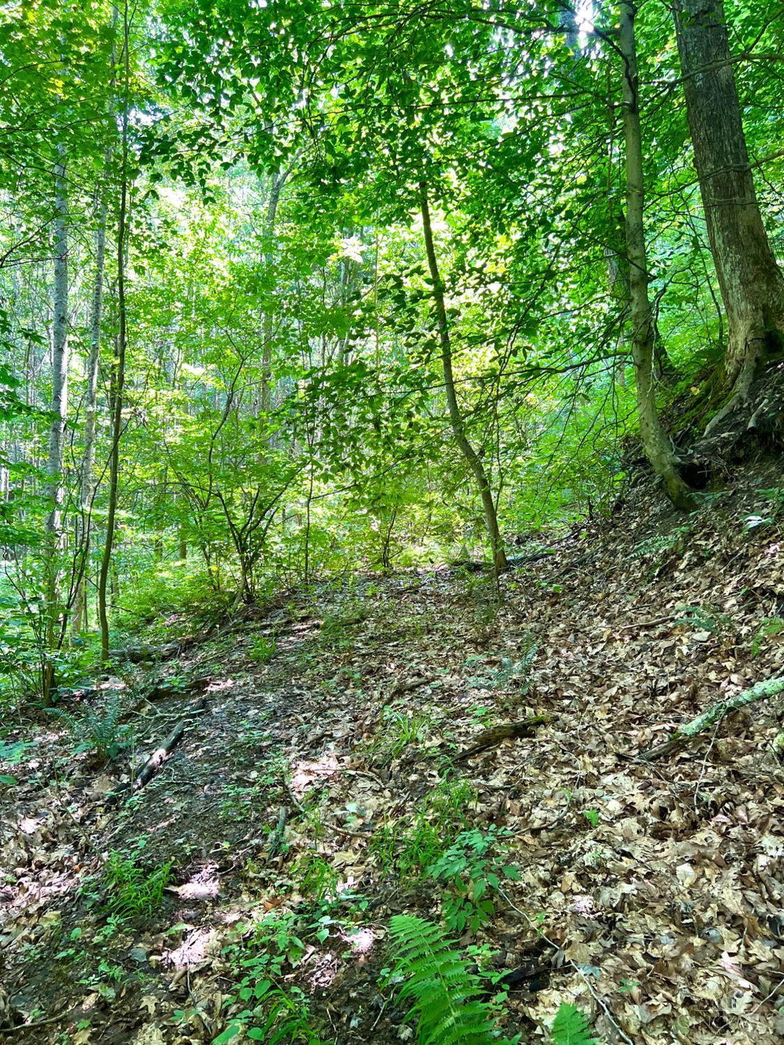 S Side Chenoweth Fork Road Property Photo 85
