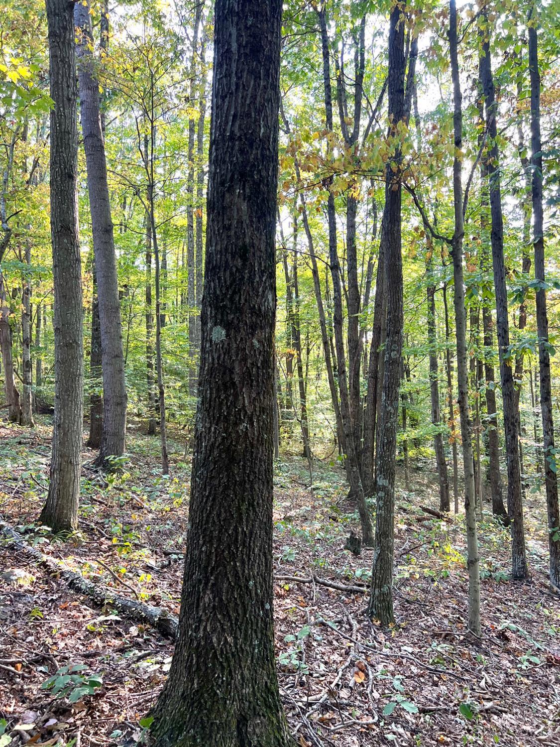 S Side Chenoweth Fork Road Property Photo 87