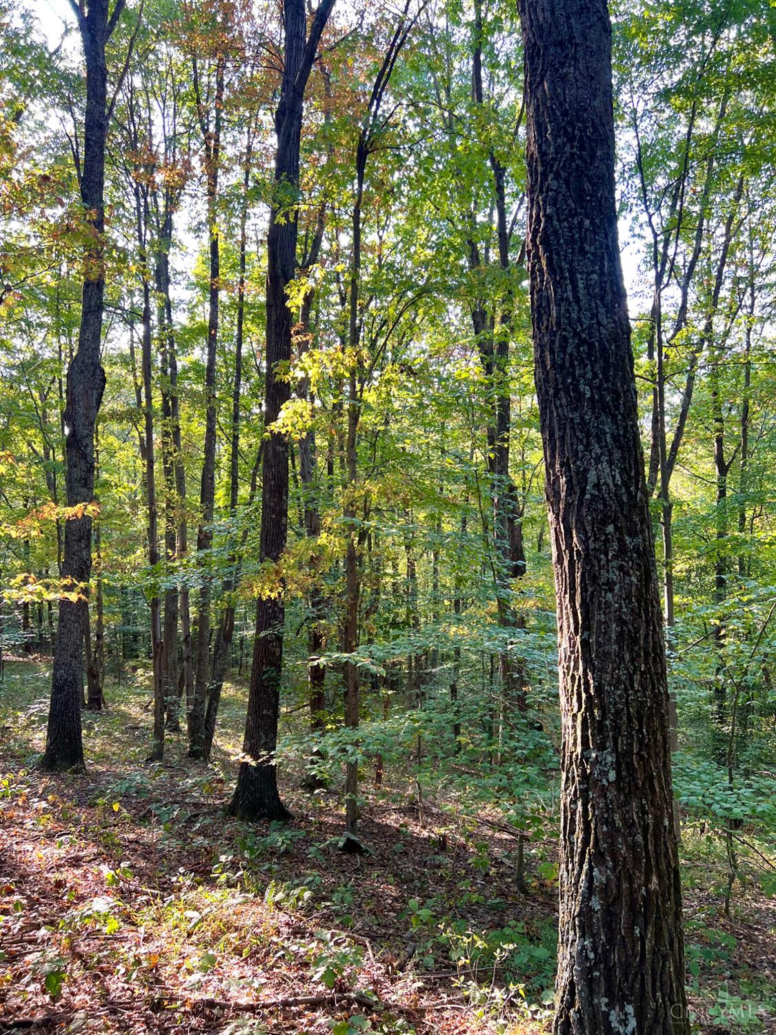 S Side Chenoweth Fork Road Property Photo 88