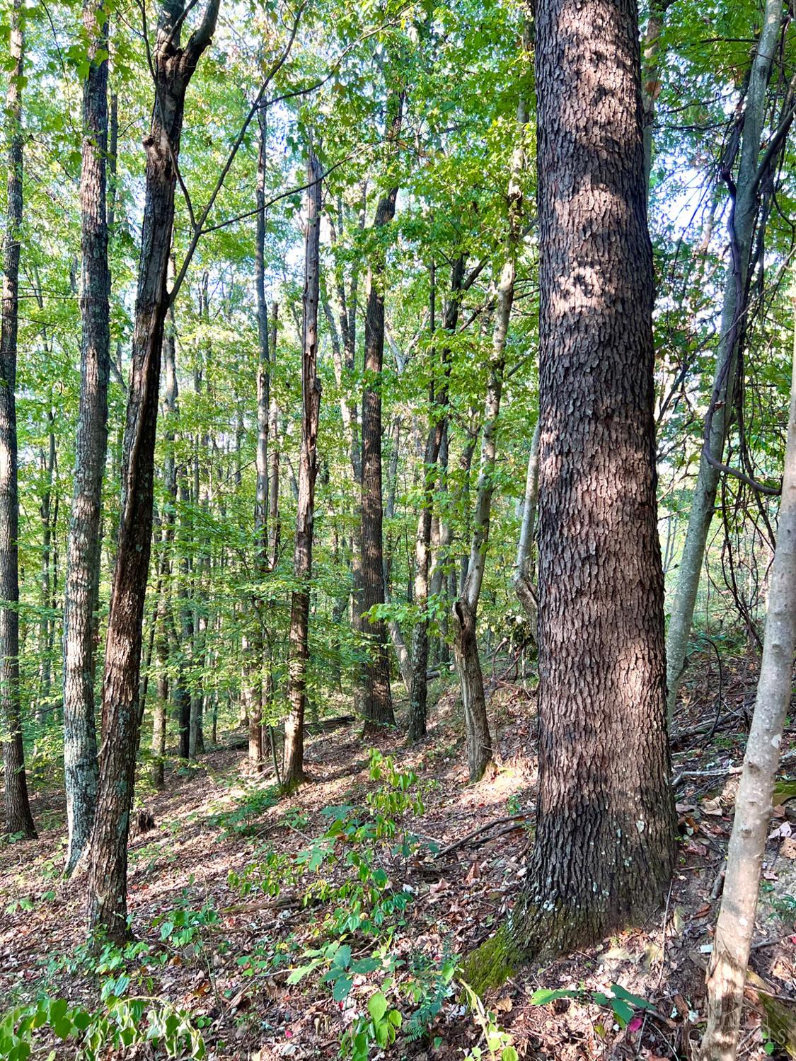 S Side Chenoweth Fork Road Property Photo 89