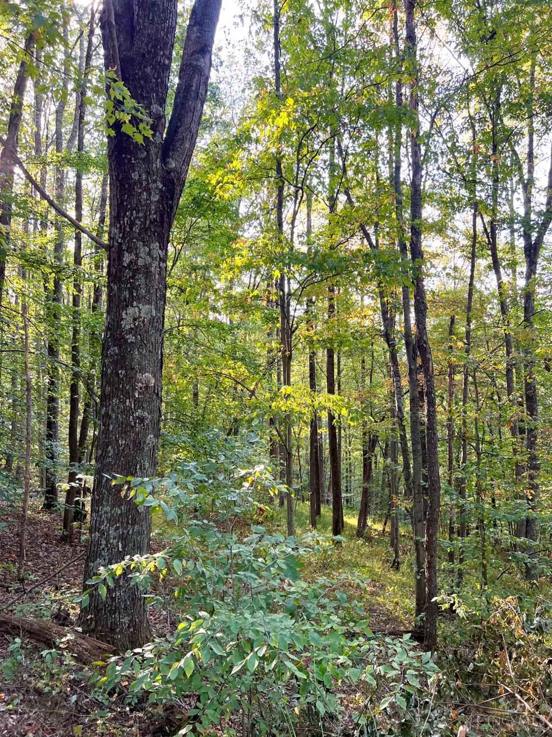 S Side Chenoweth Fork Road Property Photo 90