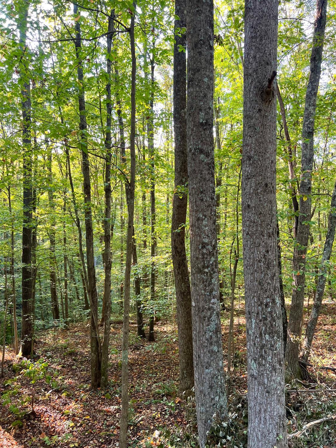 S Side Chenoweth Fork Road Property Photo 92