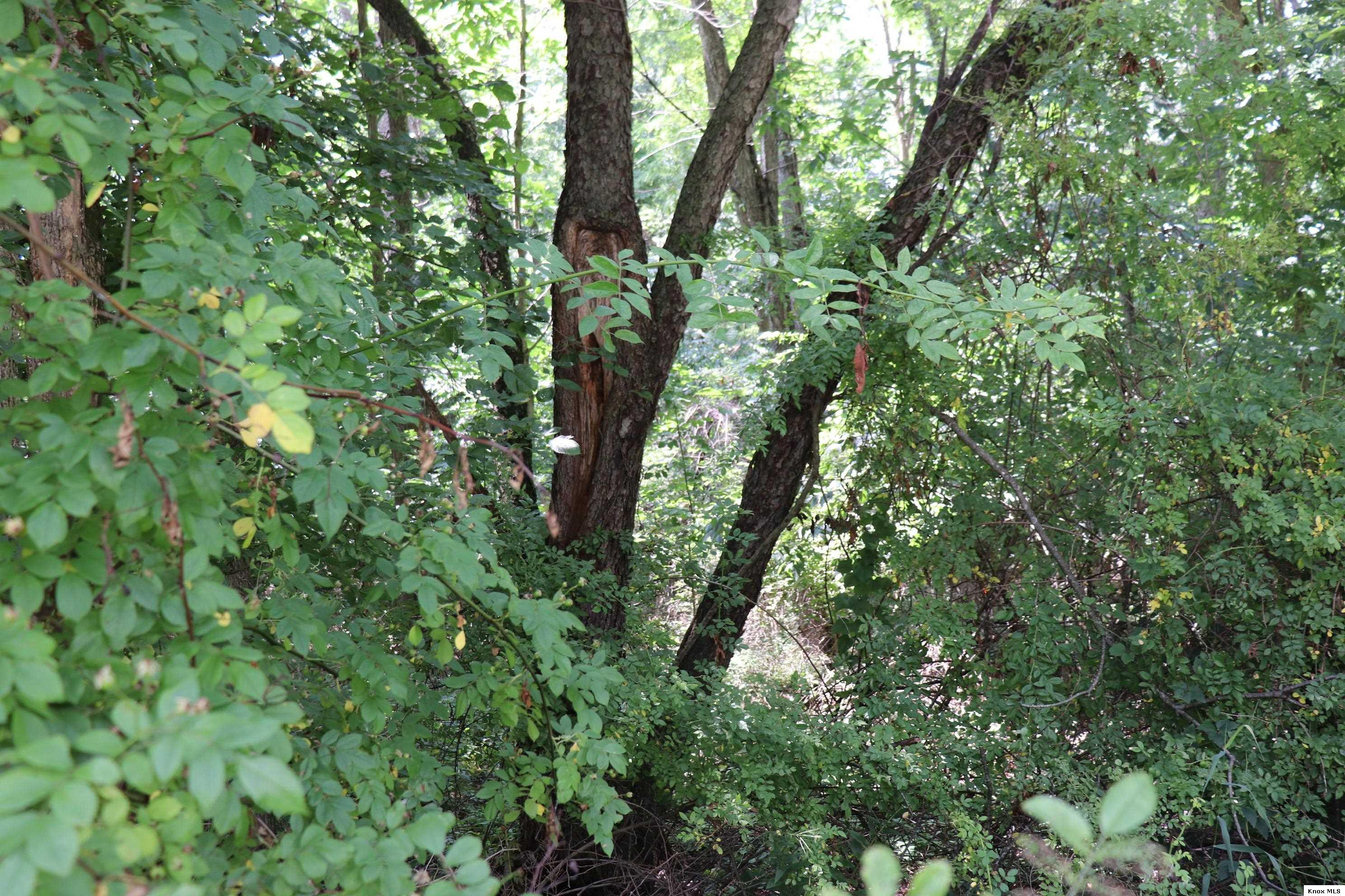 0 Mcintosh Court Property Photo 4