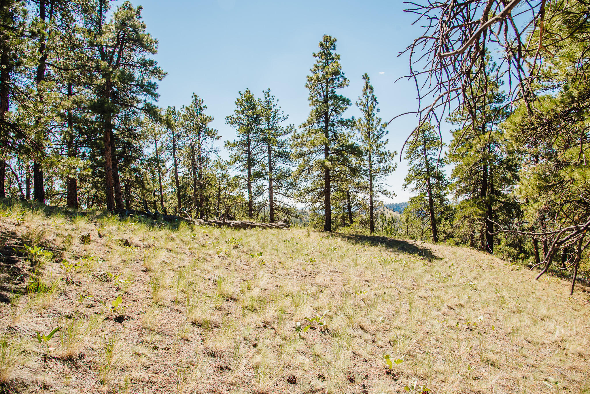 Lot 23 Dearborn River Road Property Photo 1