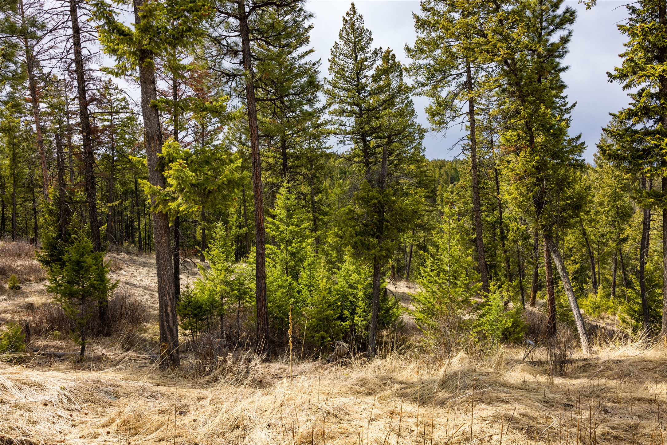 1243 Tobacco Valley View Road Property Photo 18