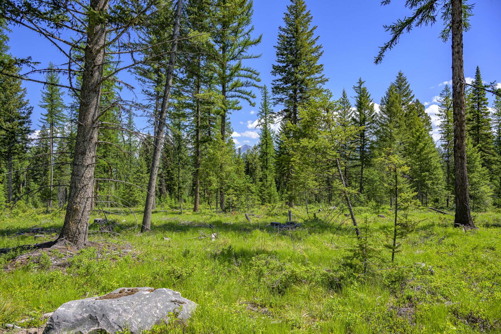 Nhn Lindbergh Lake Road Property Photo 19