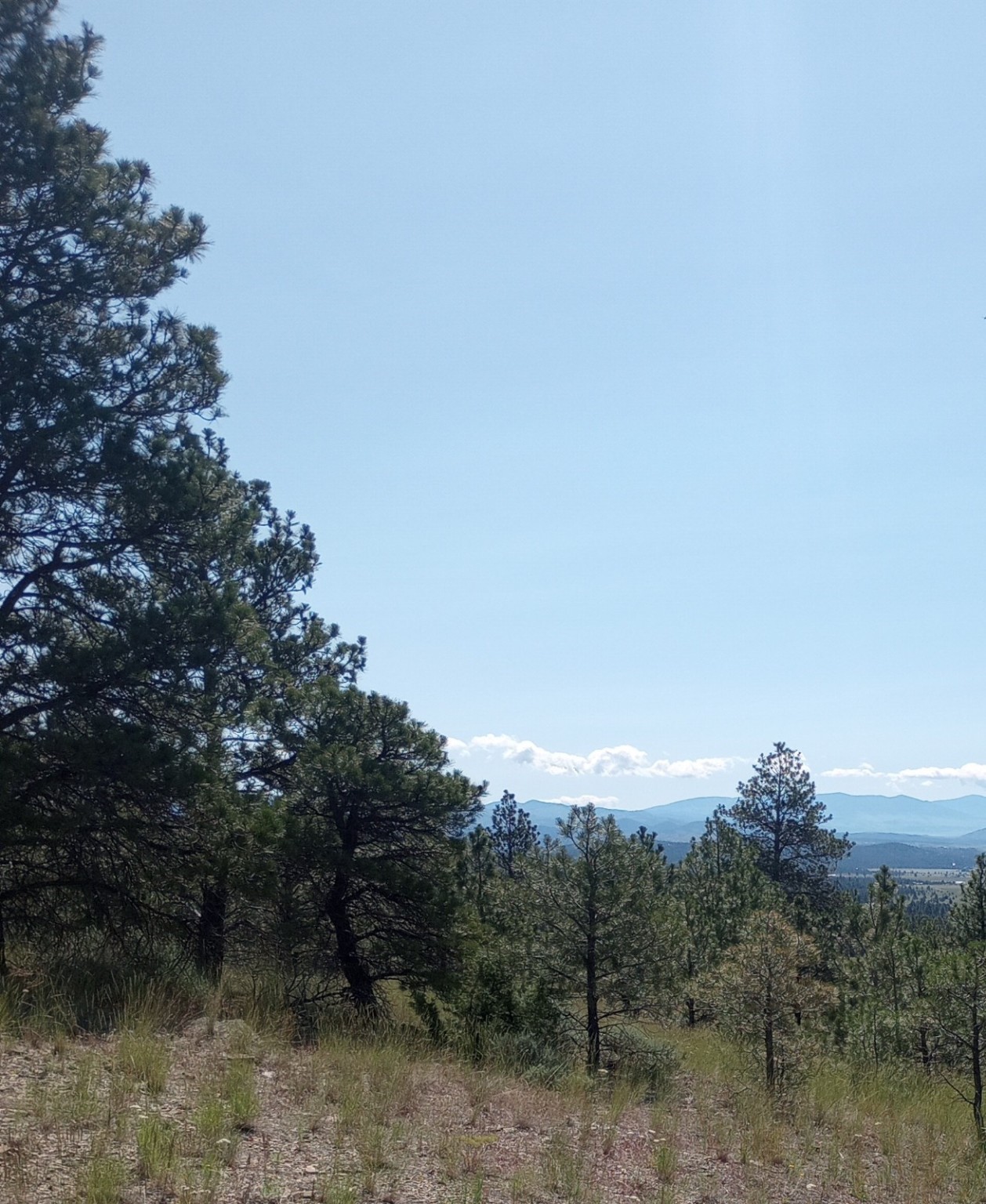 8981 Jackpine Drive Property Photo 4