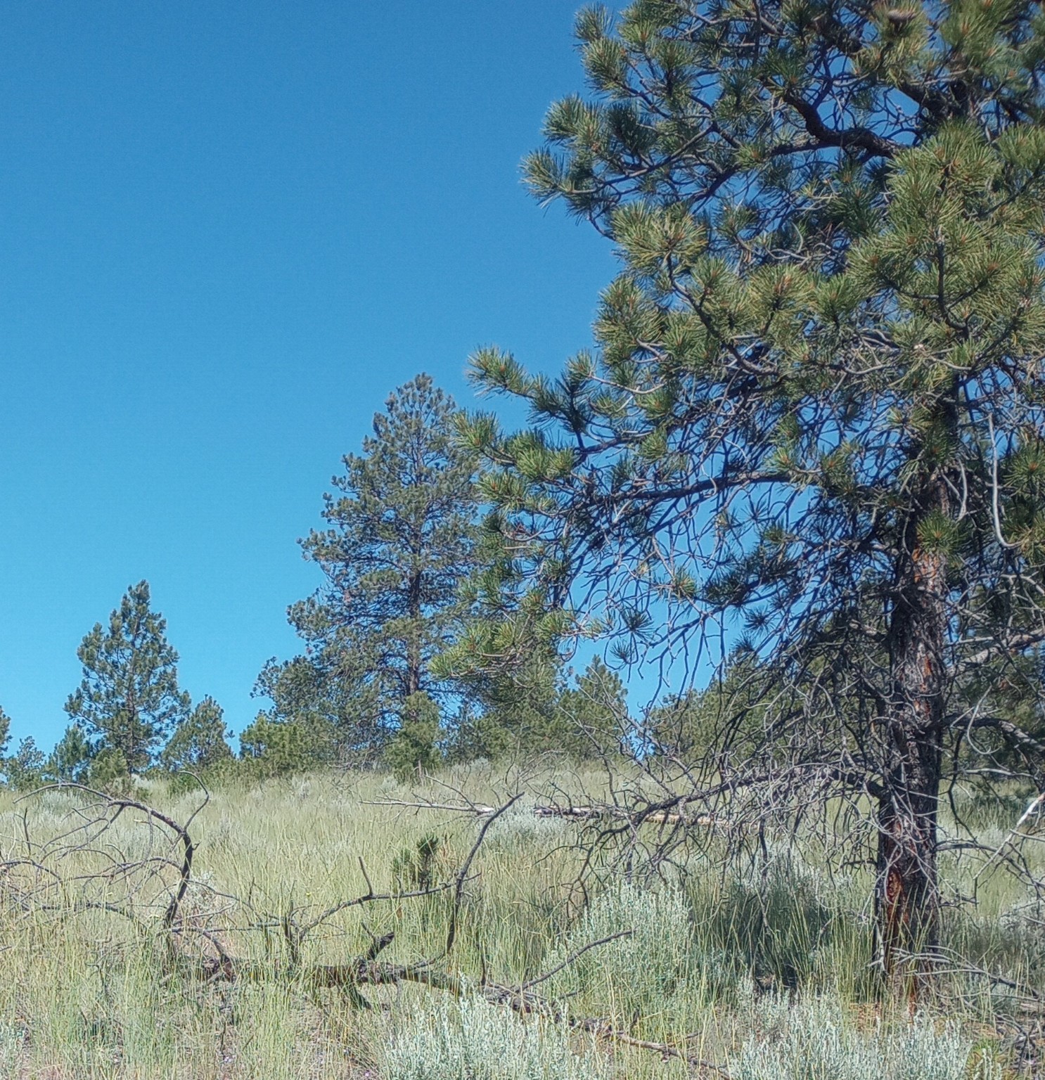 8981 Jackpine Drive Property Photo 8