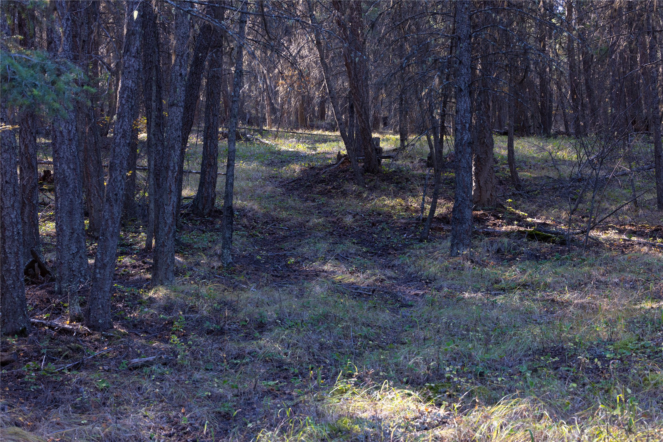 10 Acres Gut Creek Road Property Photo 2
