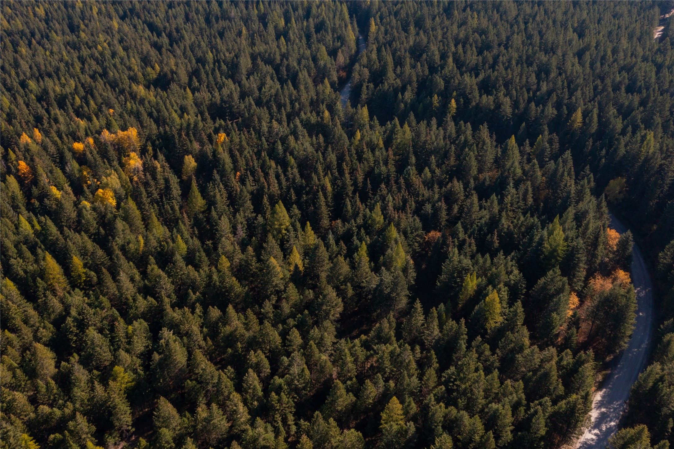 10 Acres Gut Creek Road Property Photo 6