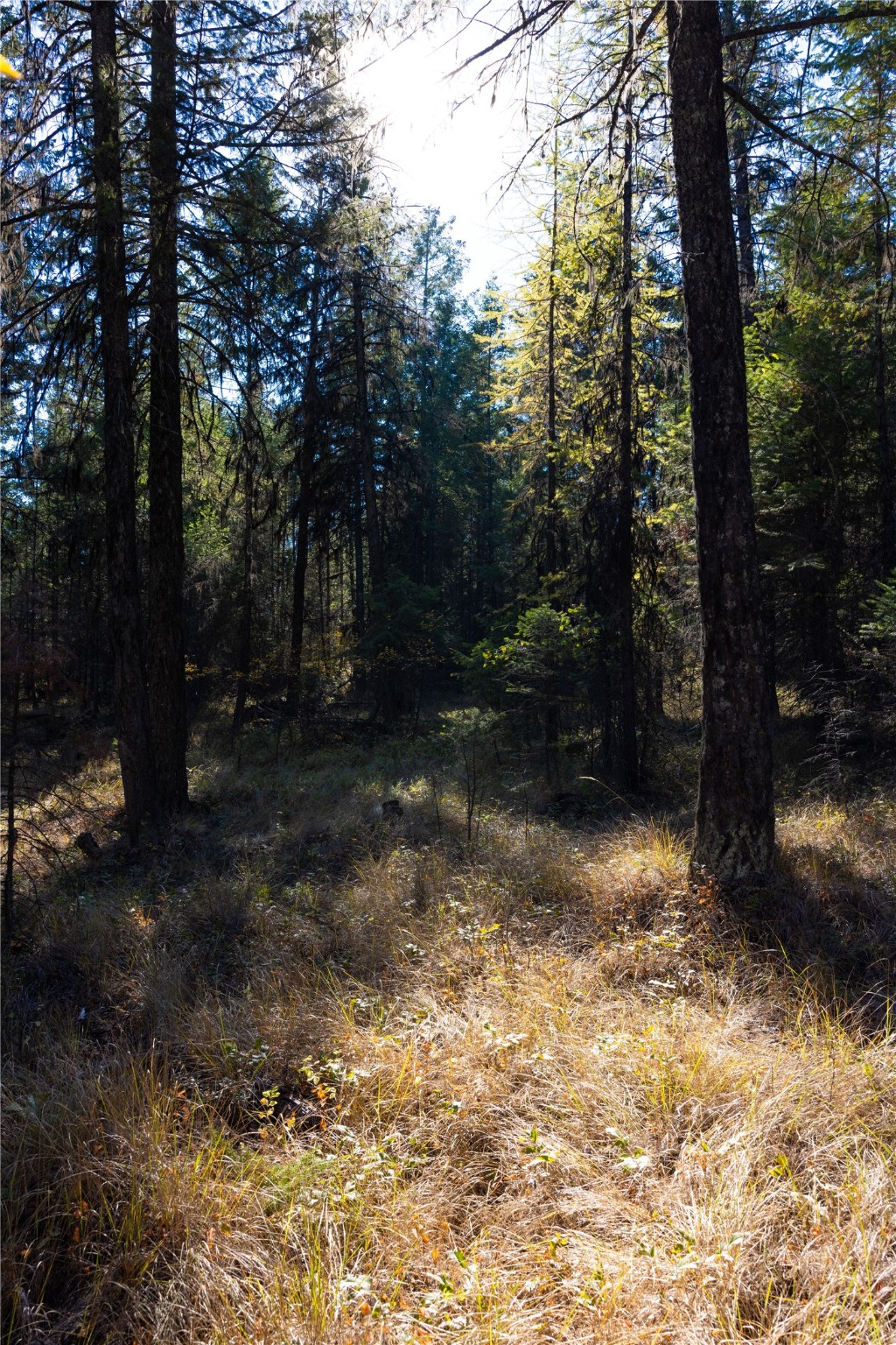 10 Acres Gut Creek Road Property Photo 8
