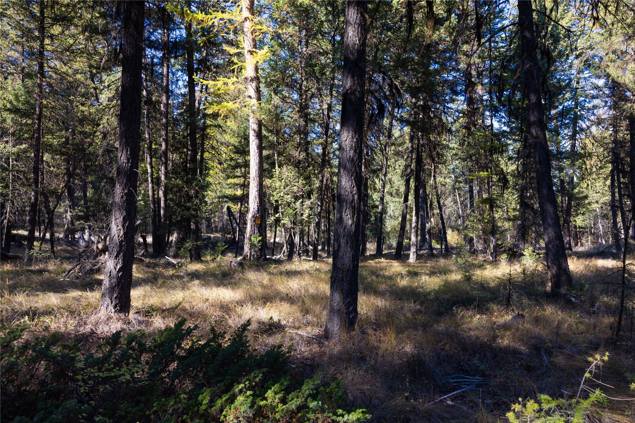 10 Acres Gut Creek Road Property Photo 9