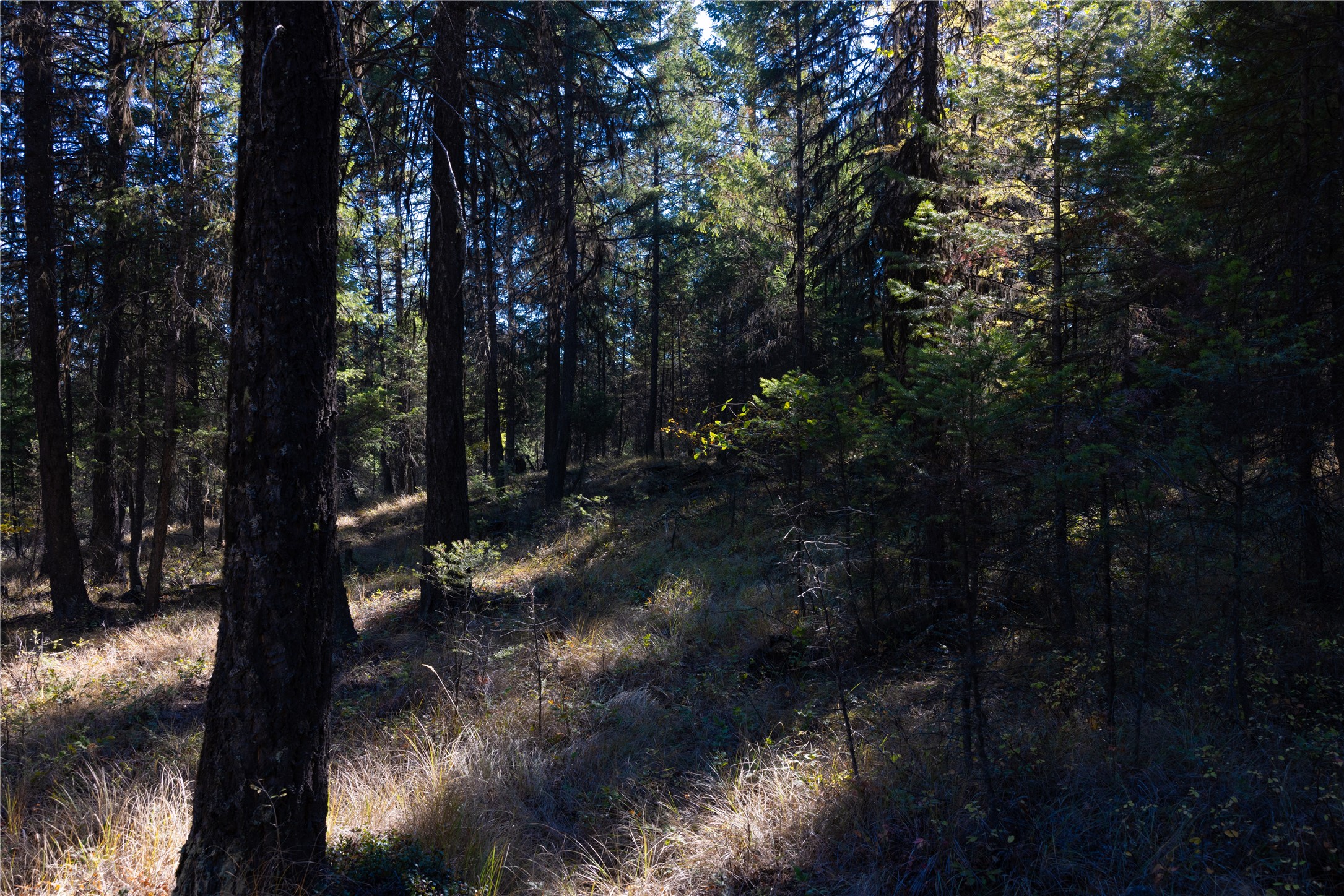 10 Acres Gut Creek Road Property Photo 10