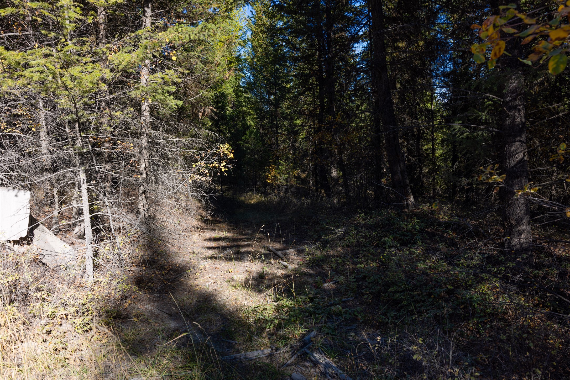 10 Acres Gut Creek Road Property Photo 11