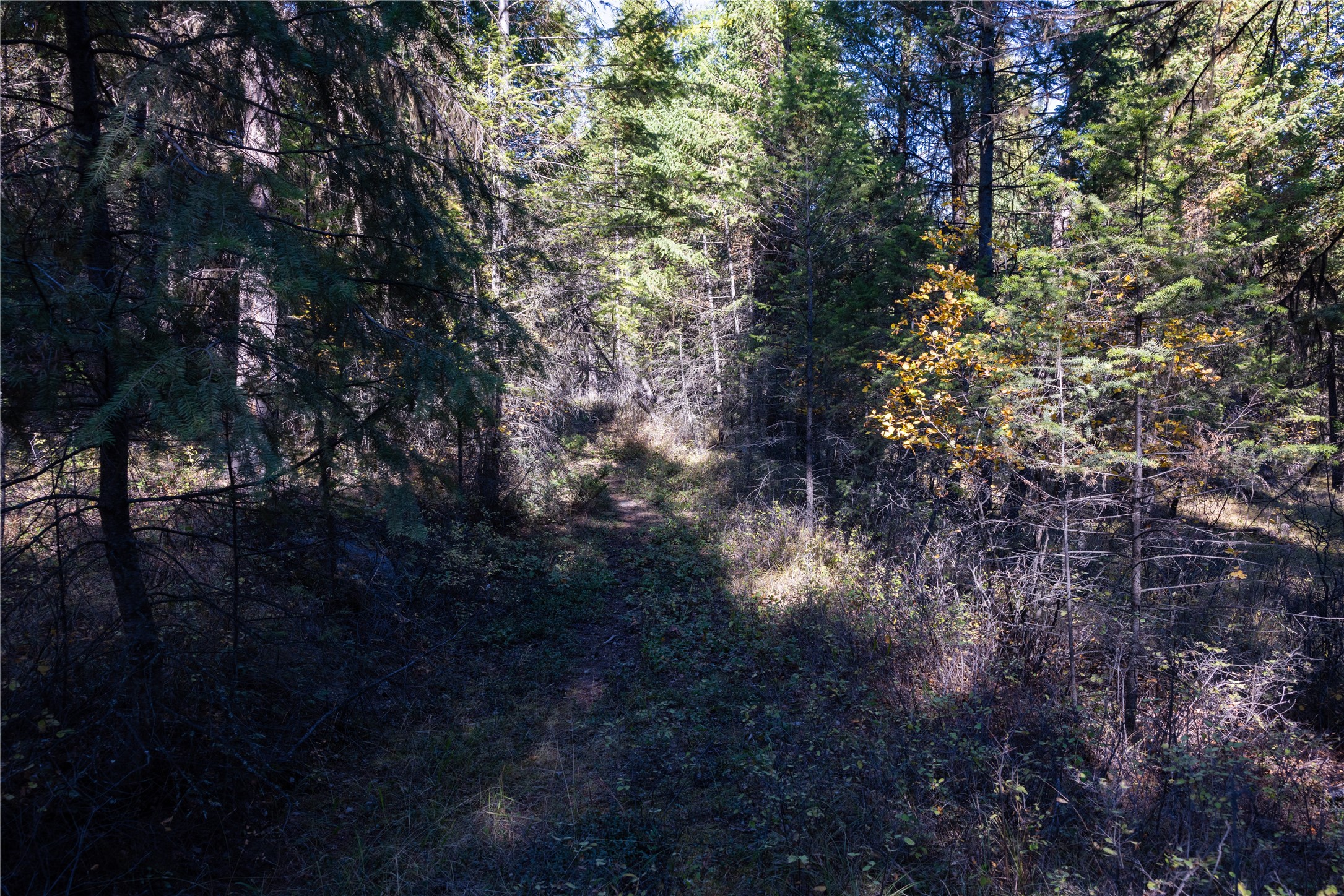 10 Acres Gut Creek Road Property Photo 12
