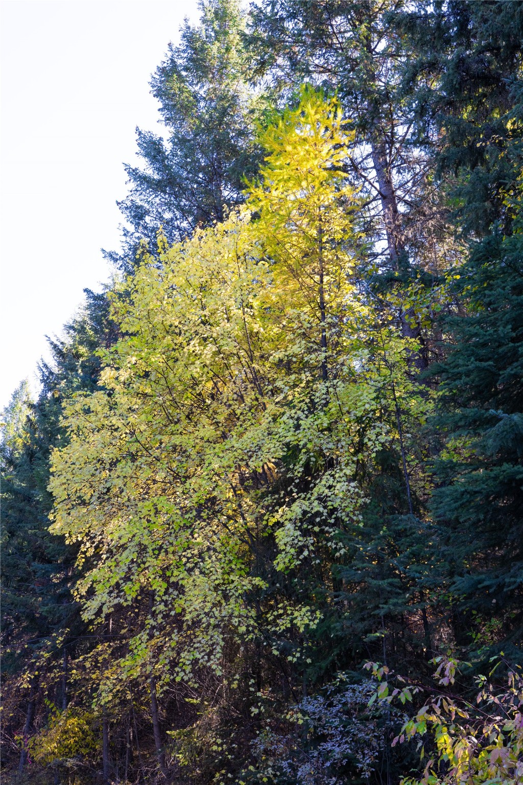10 Acres Gut Creek Road Property Photo 13