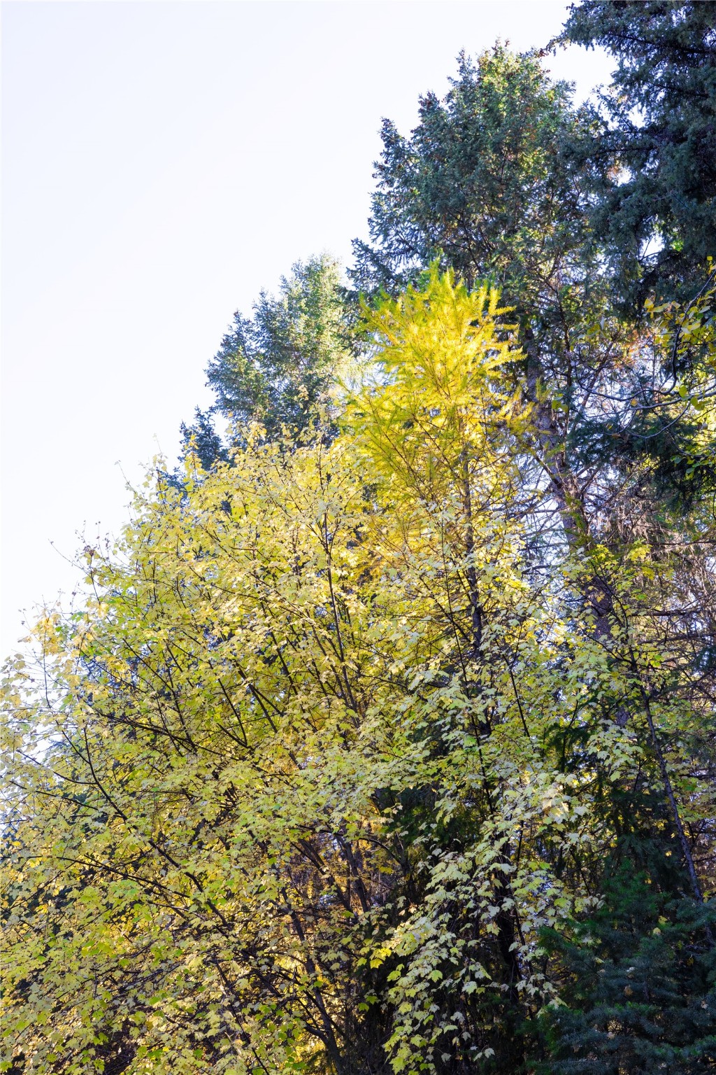 10 Acres Gut Creek Road Property Photo 14