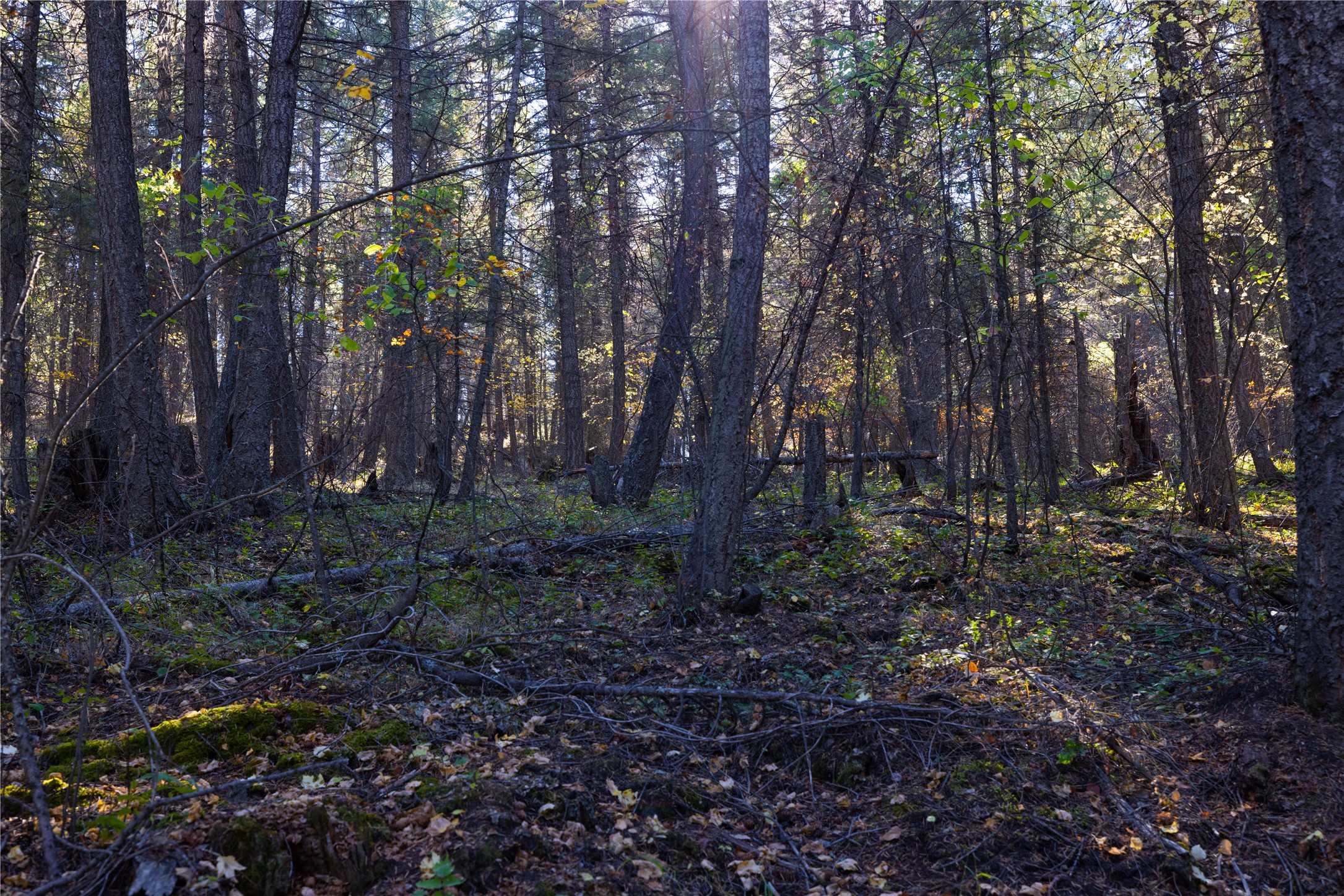 10 Acres Gut Creek Road Property Photo 17