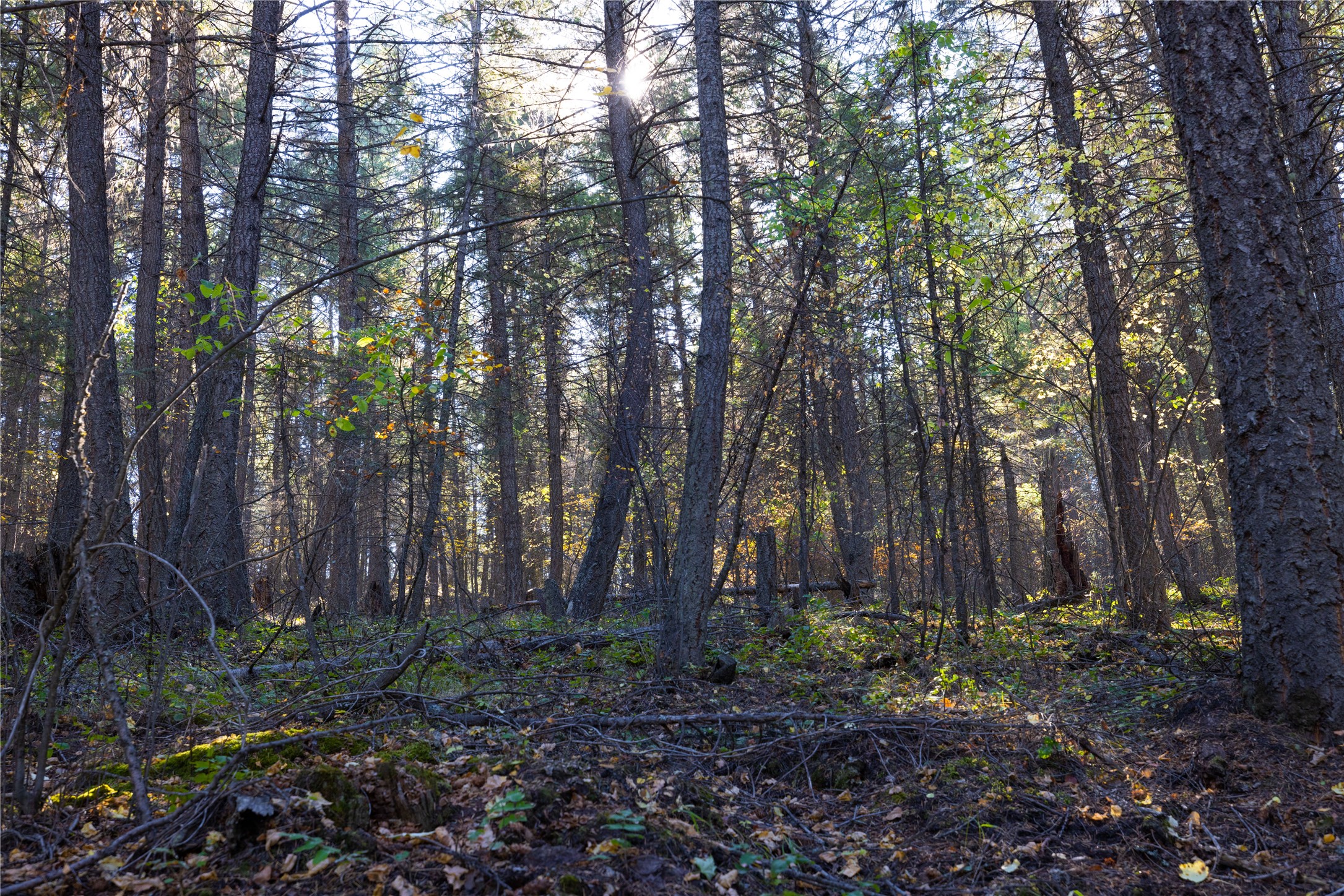10 Acres Gut Creek Road Property Photo 18